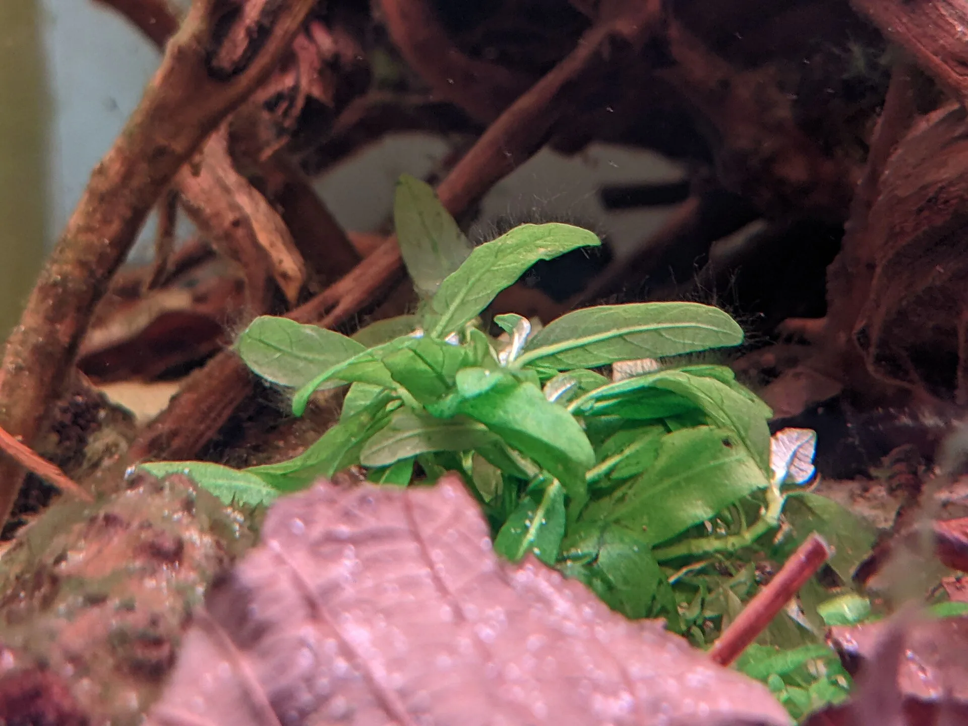Staurogyne repens (Staurogyne repens)