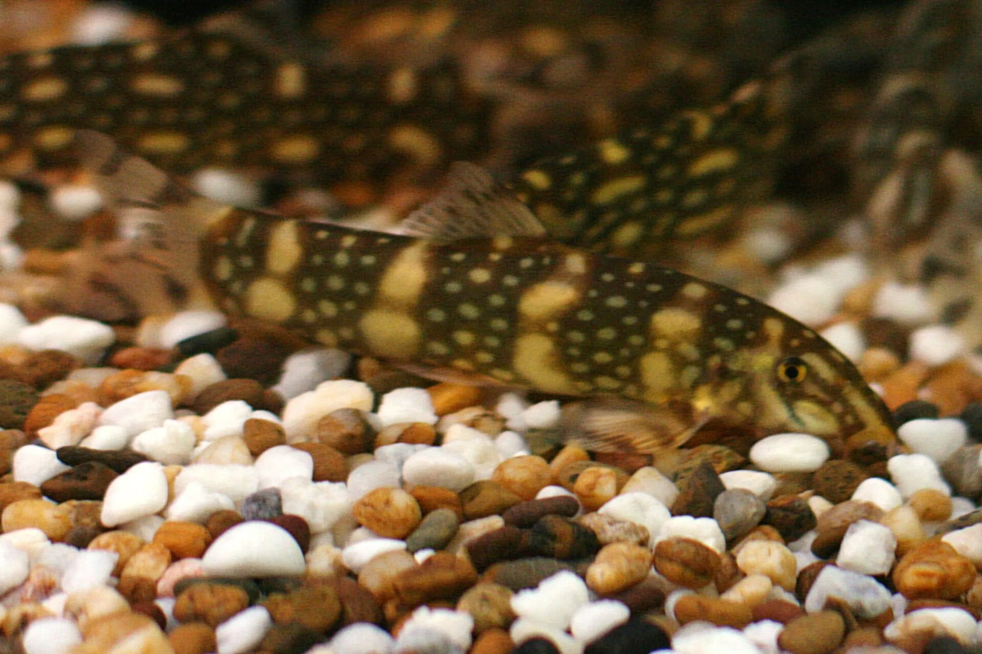 Striata Loach aquarium photo