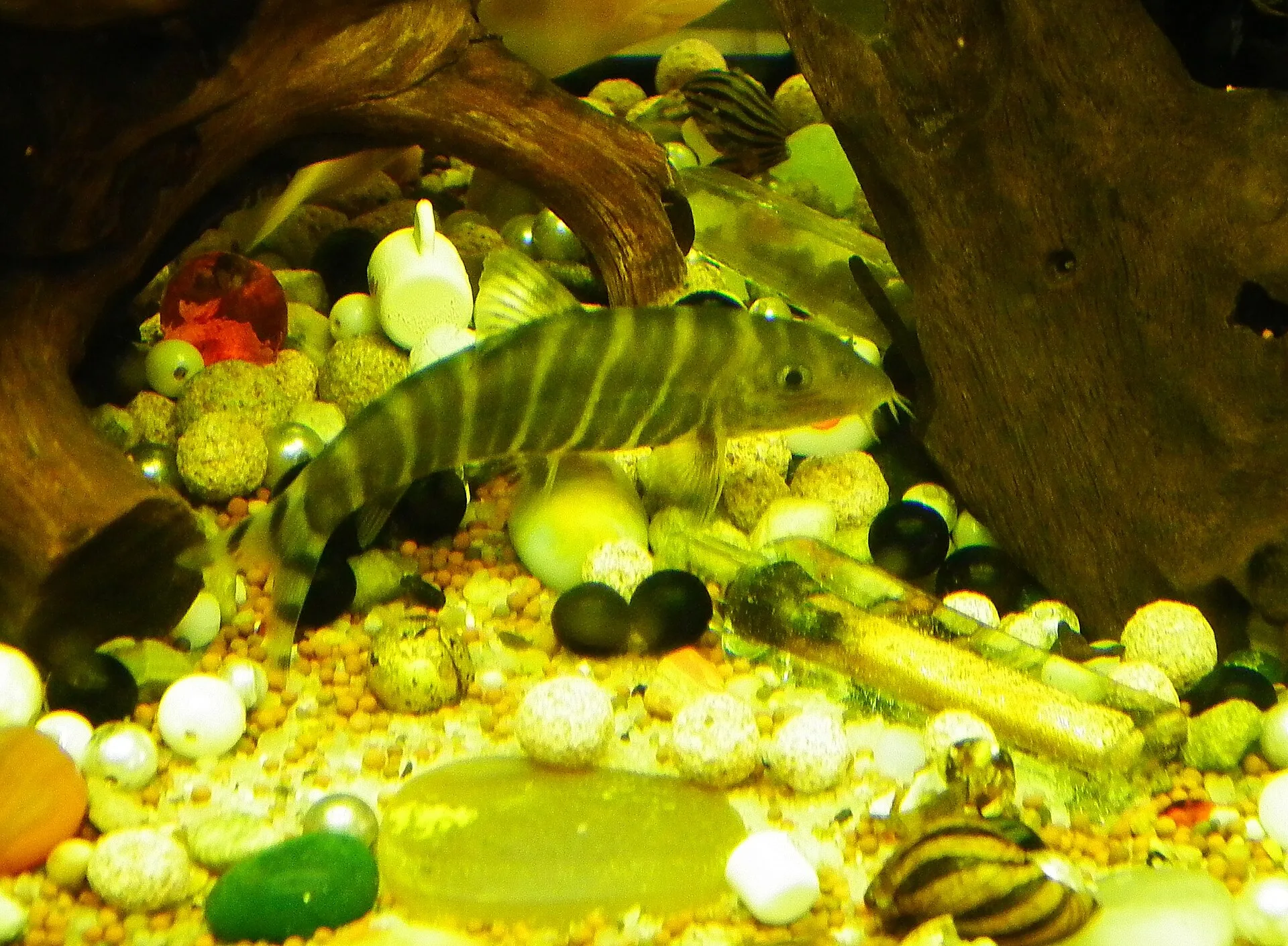 Striata Loach aquarium photo