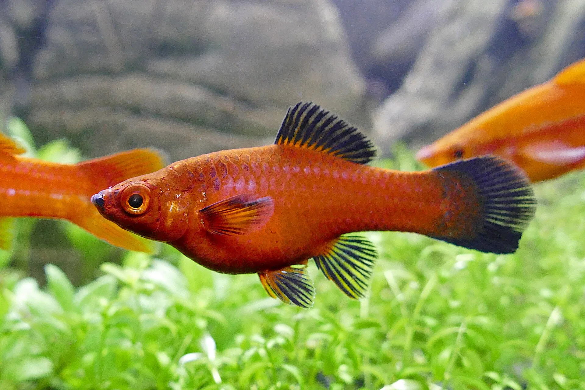 Swordtail fish aquarium photo