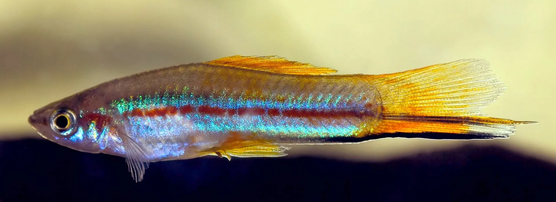 Swordtail fish aquarium photo