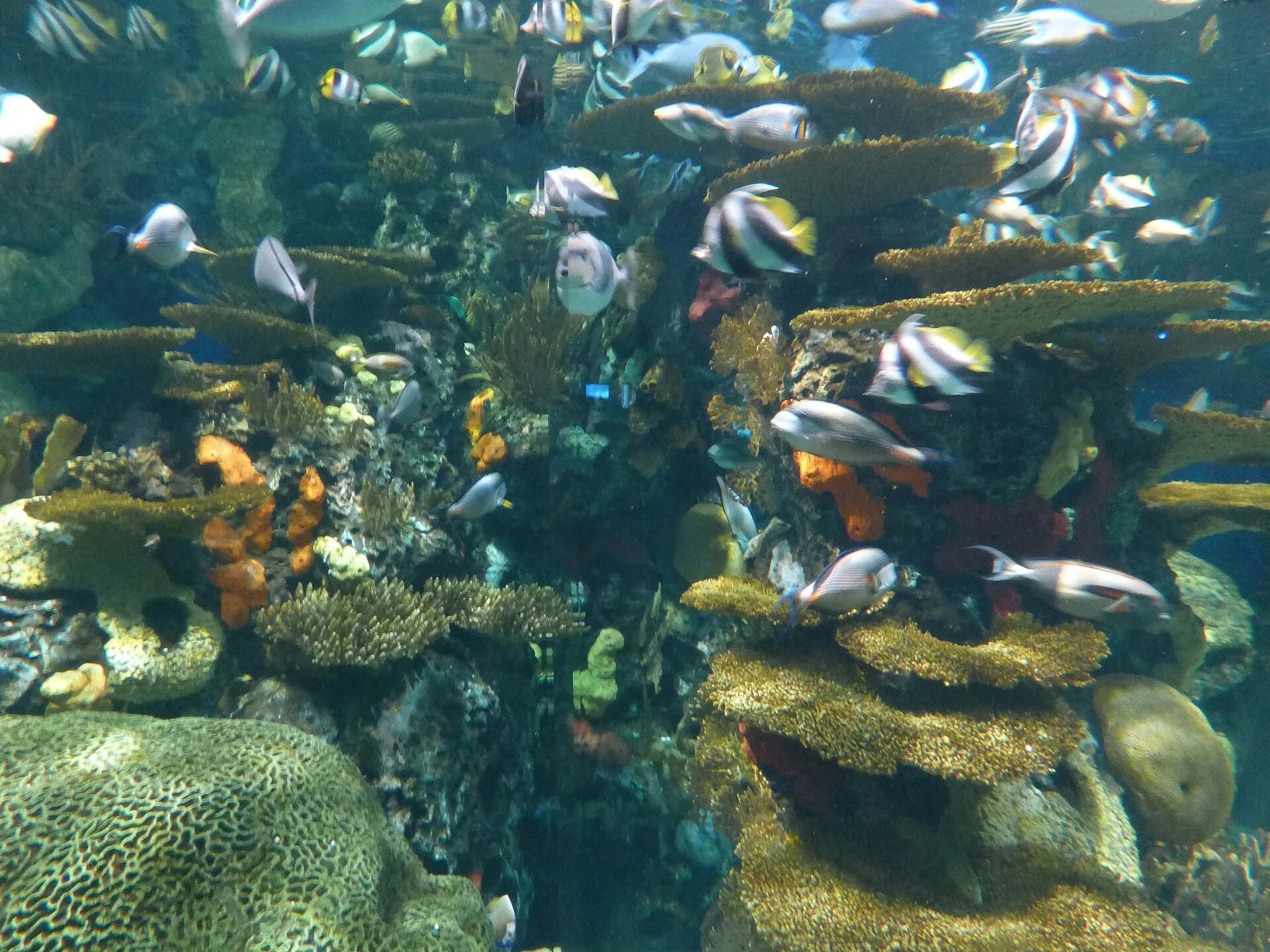 Target Feeding Corals