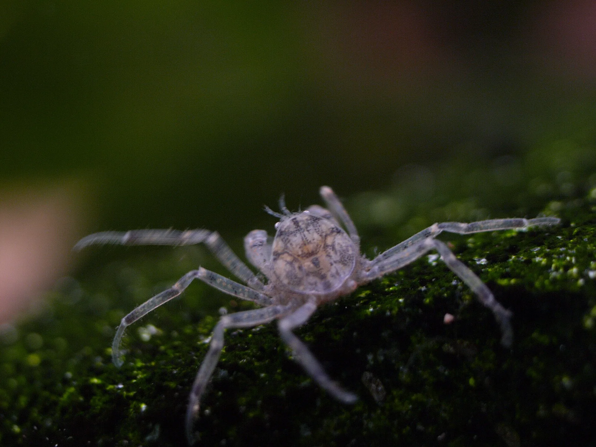 Thai Micro Crab (Limnopilos naiyanetri)