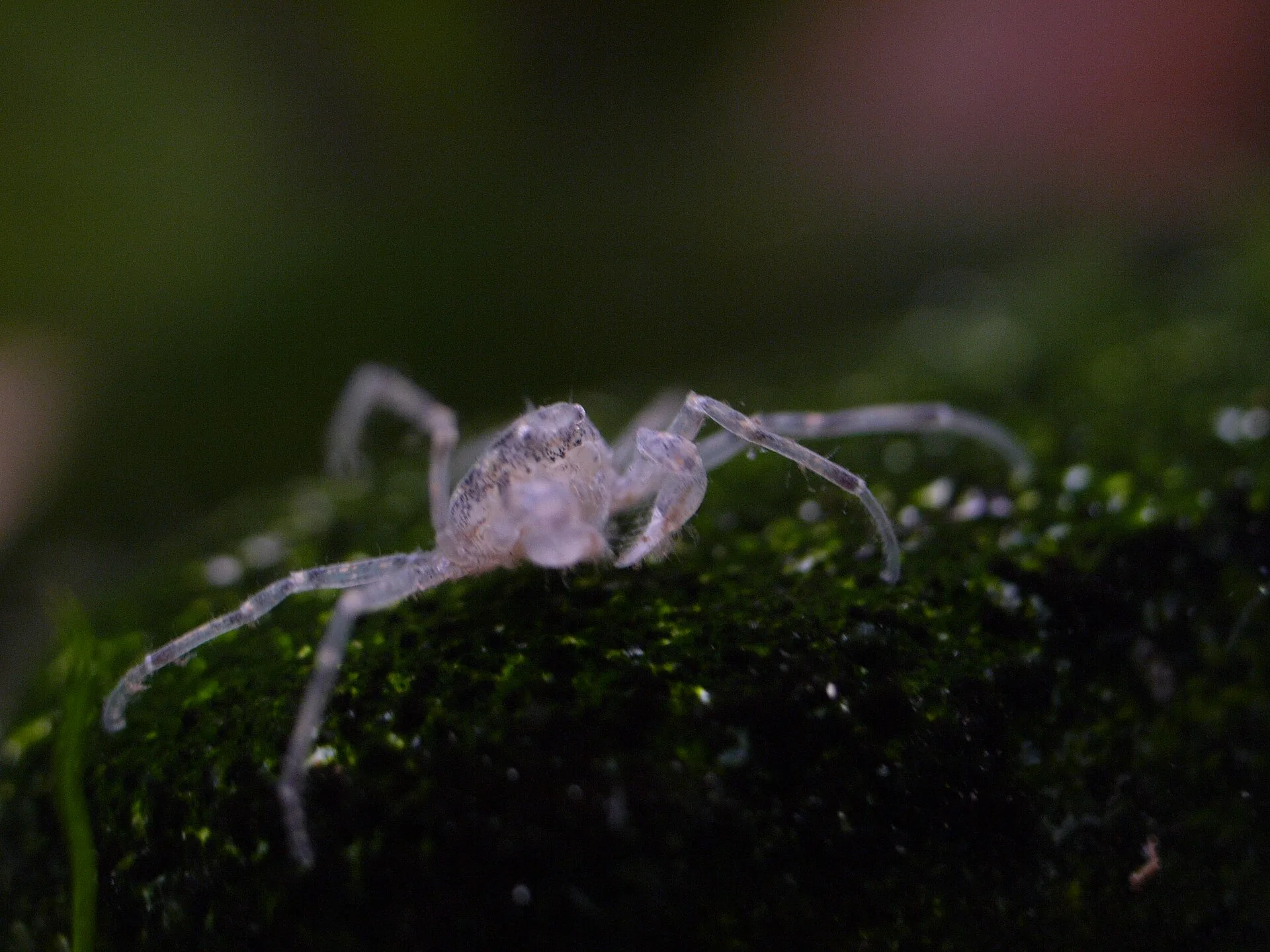 Thai Micro Crab in <a href=