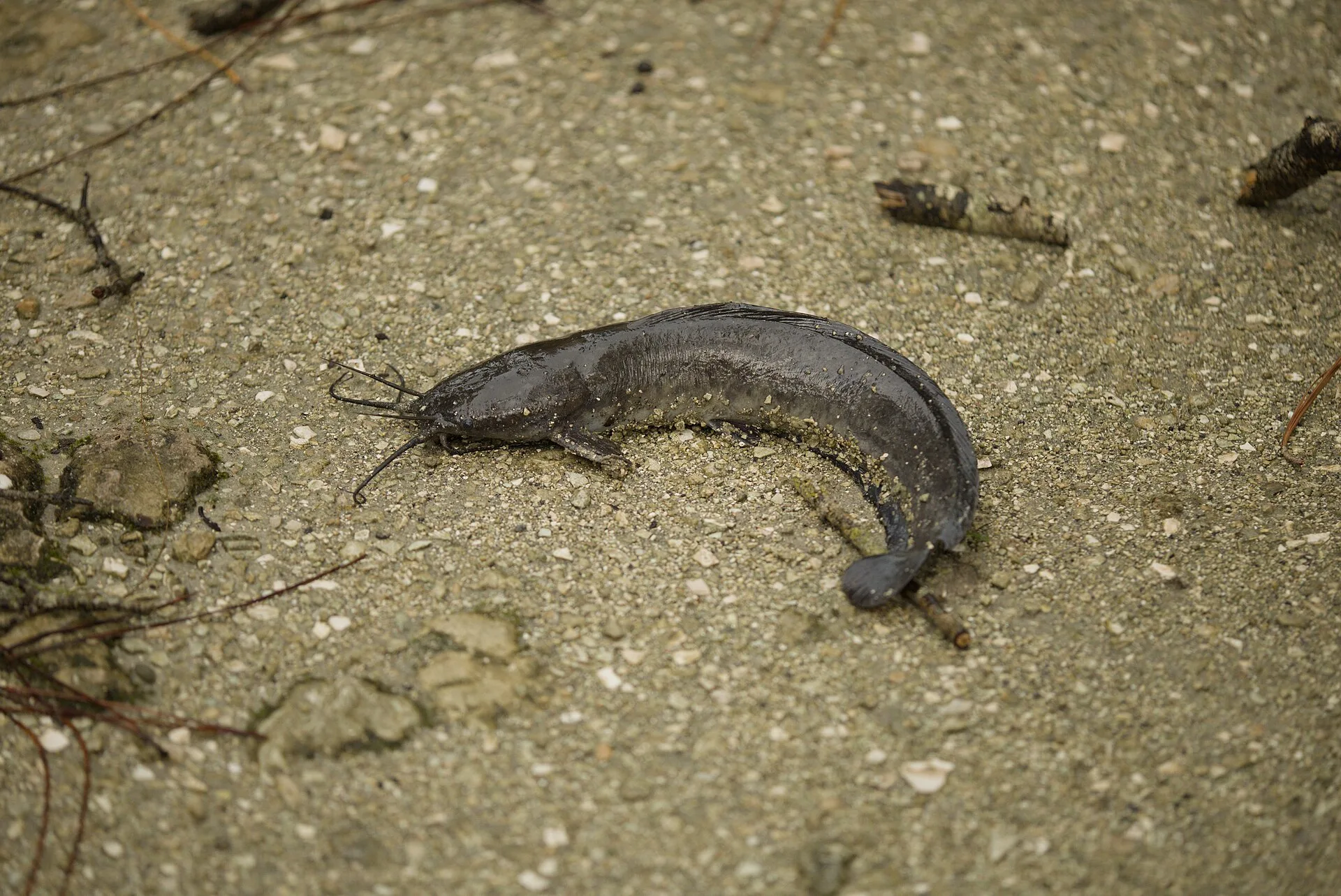 The Walking Catfish aquarium photo