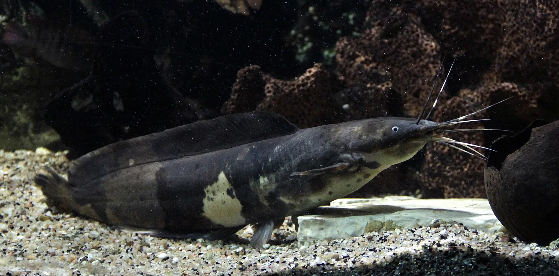 The Walking Catfish aquarium photo