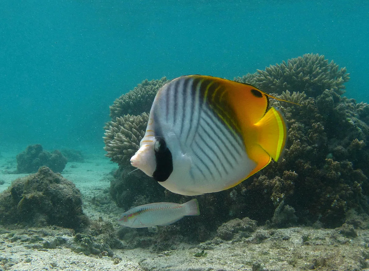 Threadfin Butterflyfish aquarium photo