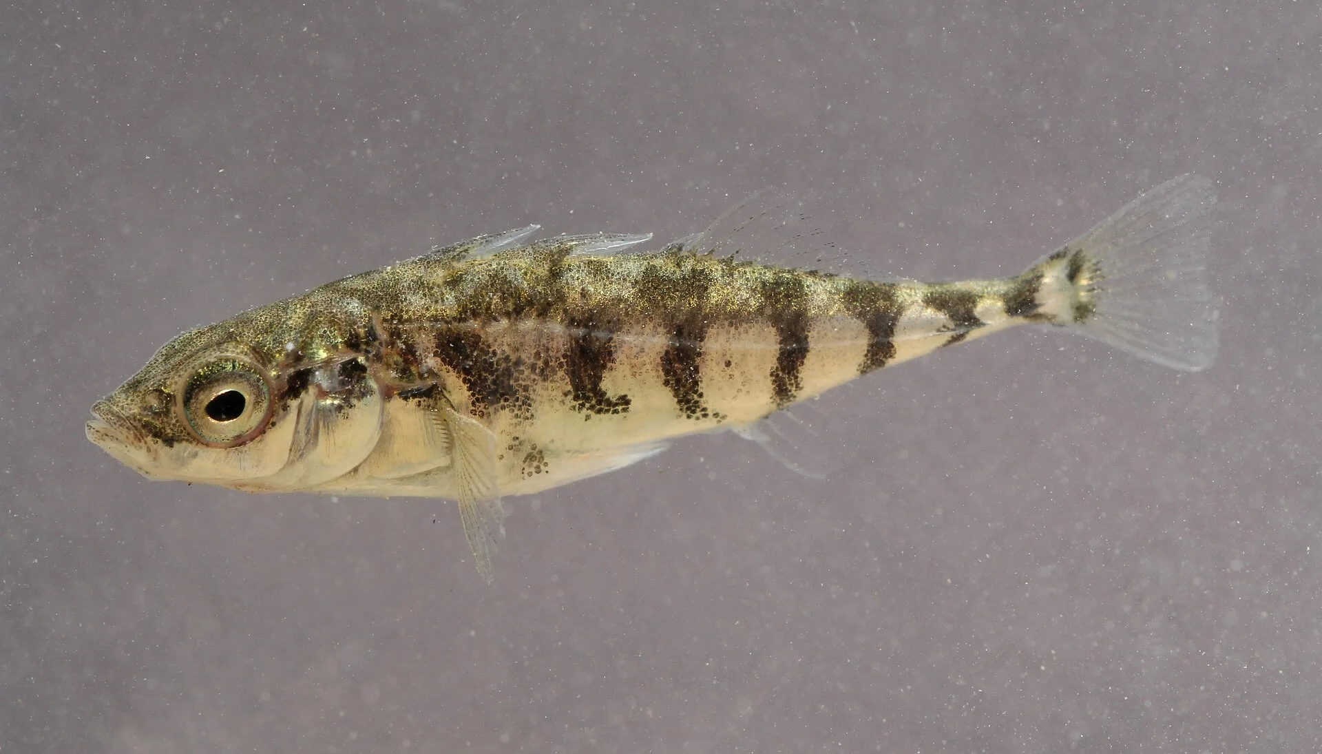 Three-spined Stickleback (Gasterosteus aculeatus)