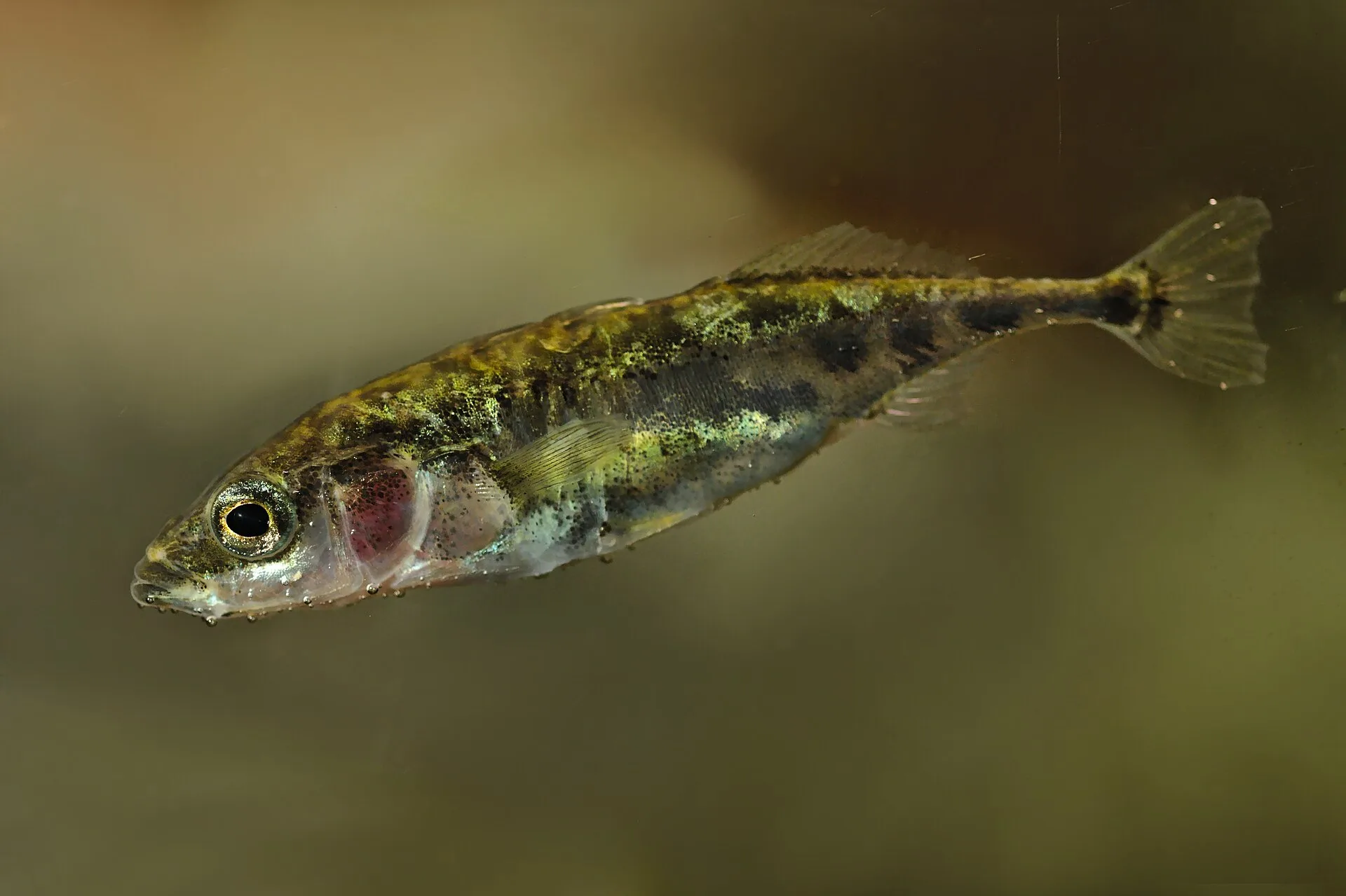 Three-spined Stickleback in aquarium