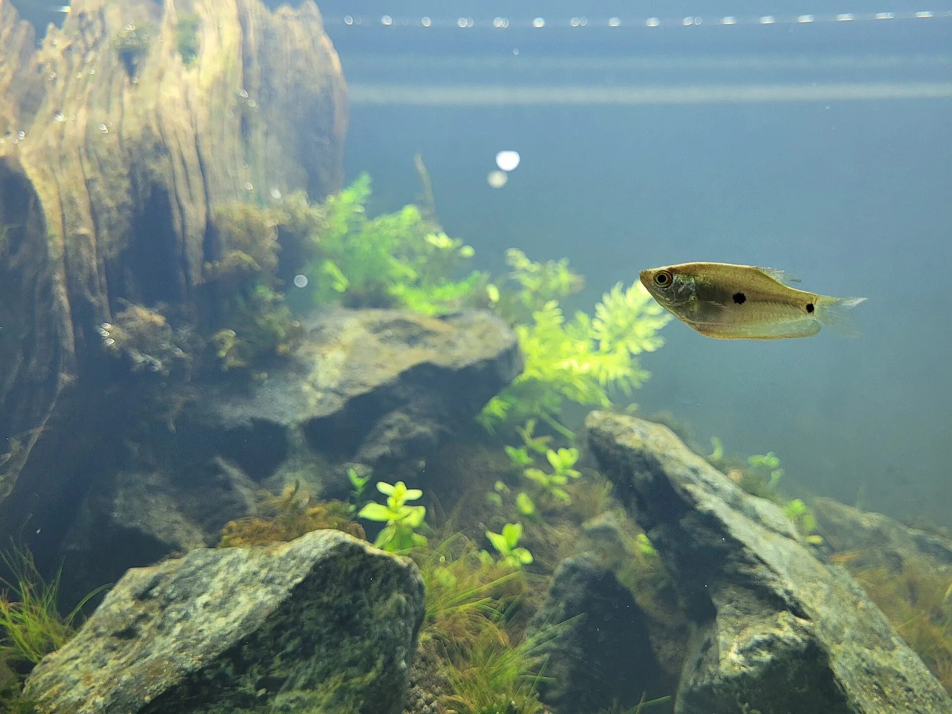 Three Spot Gourami aquarium photo