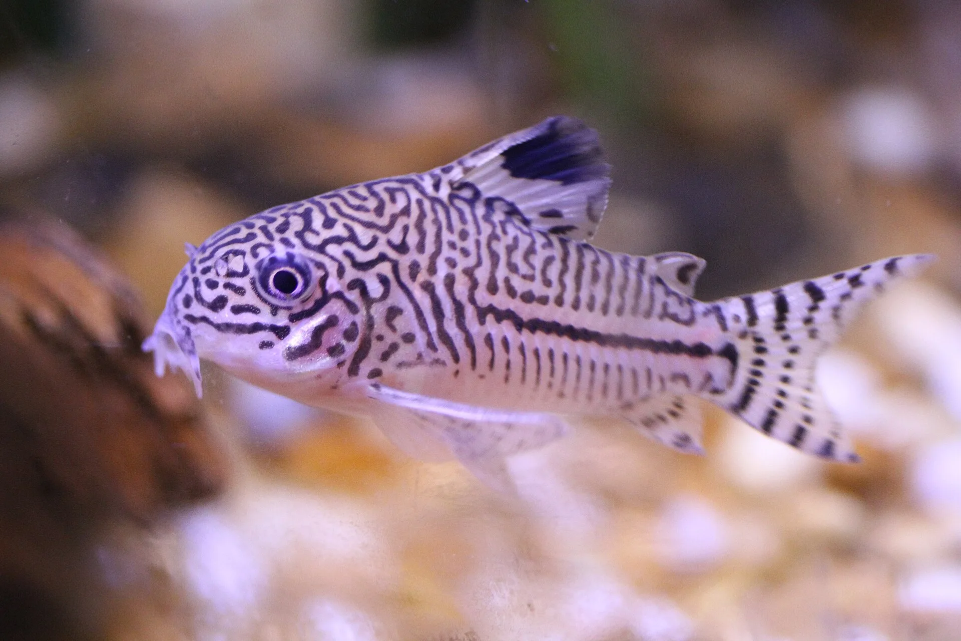 Three-Stripe Cory (Corydoras trilineatus)
