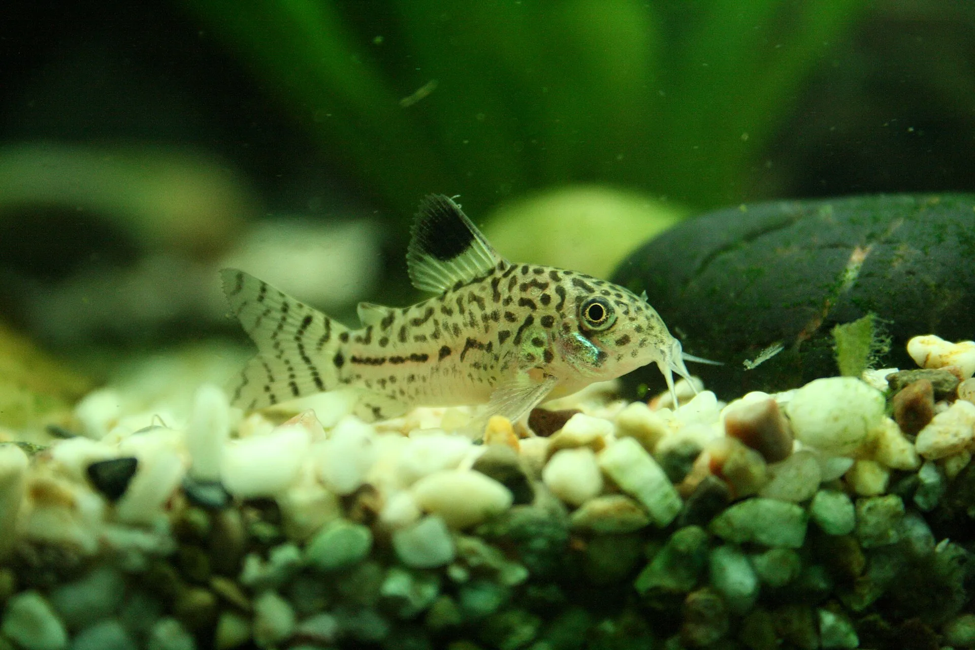Three-Stripe Cory in a freshwater aquarium