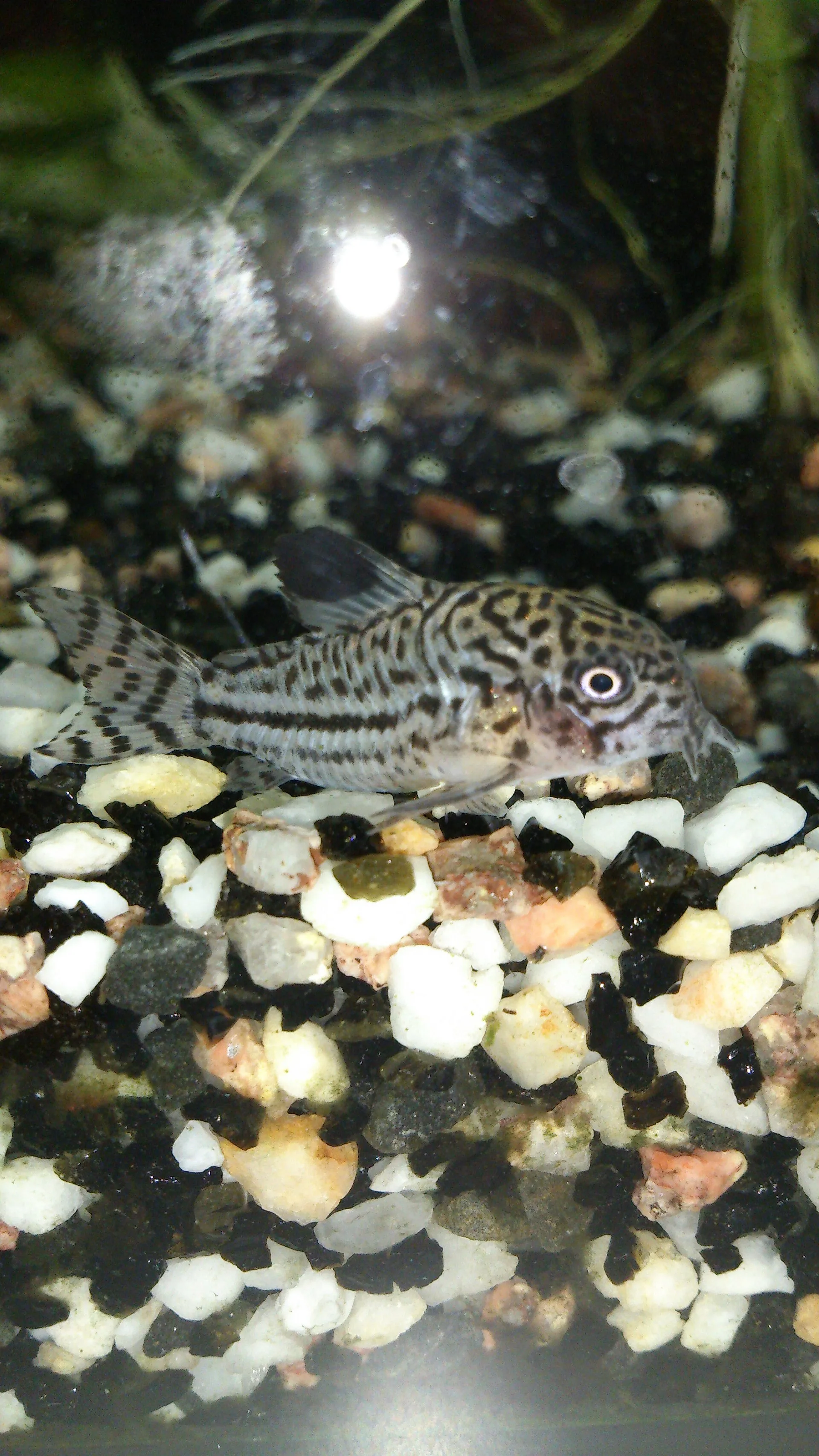Close view of Three-Stripe Cory (Corydoras trilineatus)