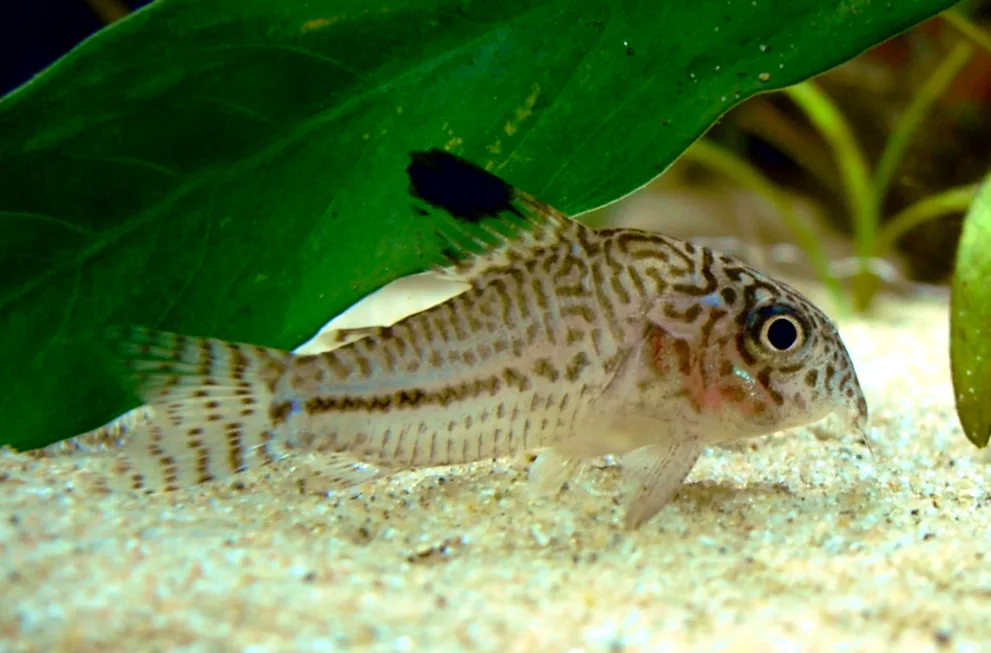Three-Stripe Cory showing natural colour and shape