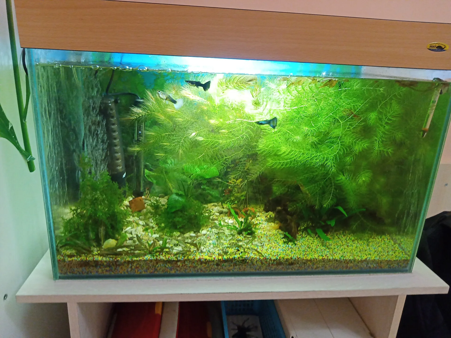 Tiger Barb aquarium photo