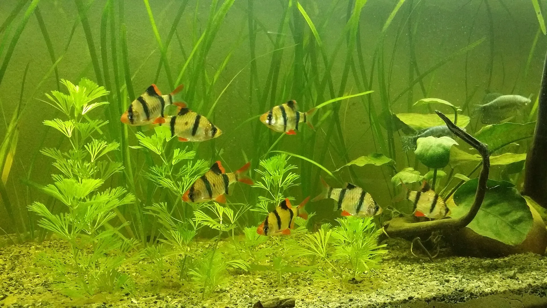 Tiger Barb aquarium photo