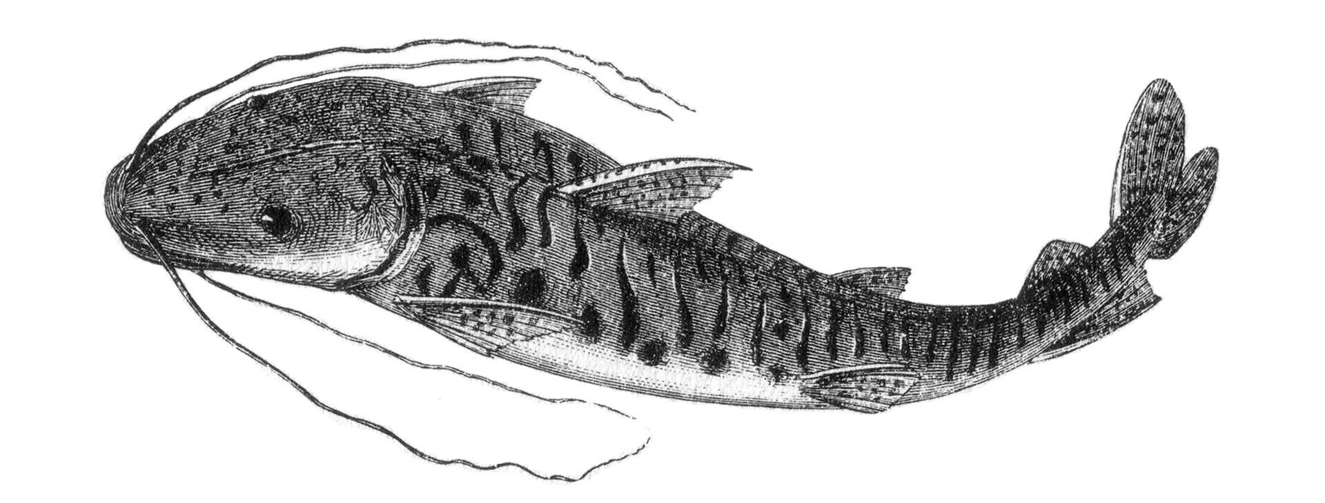 Tiger Sorubim aquarium photo