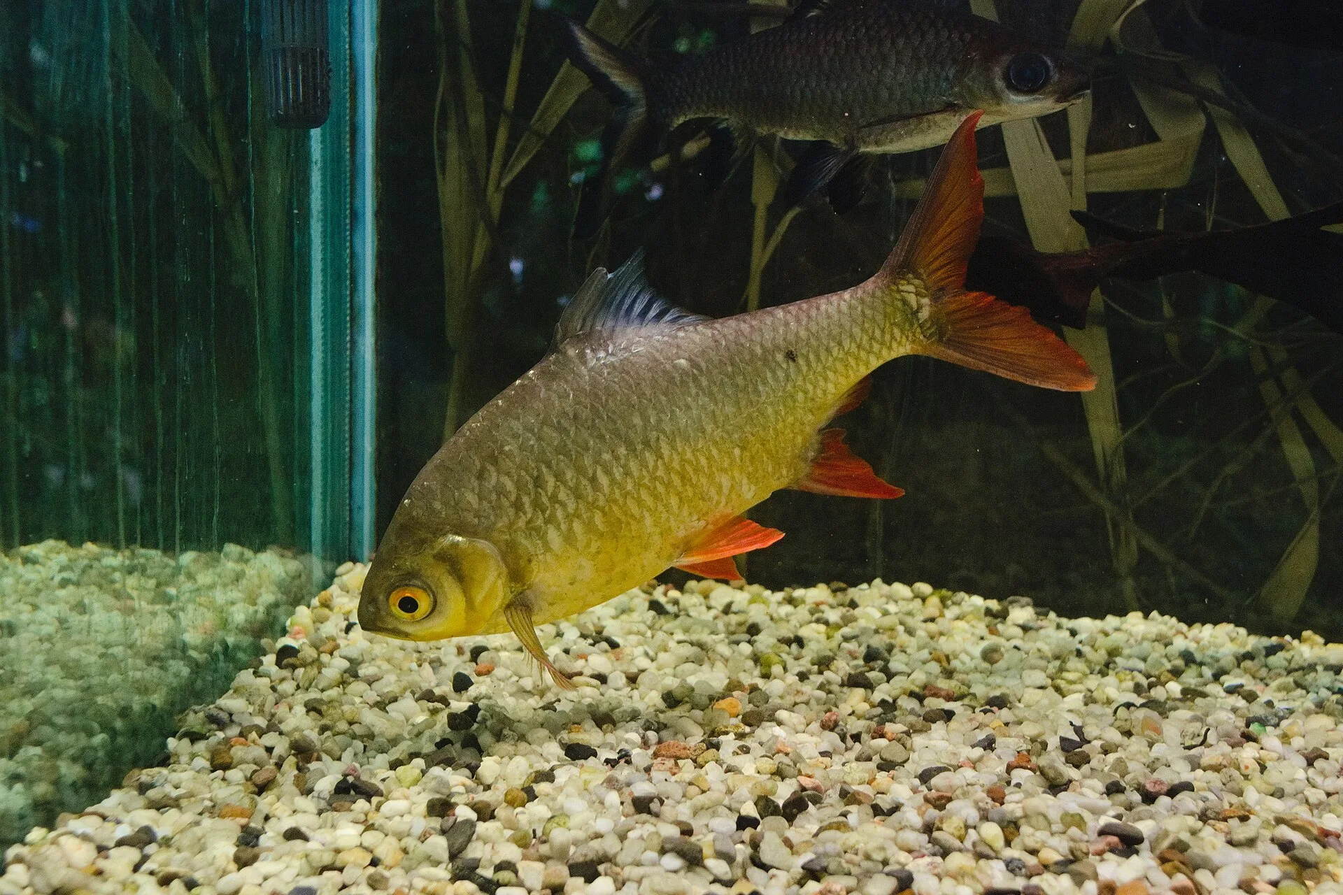 Tinfoil Barb aquarium photo