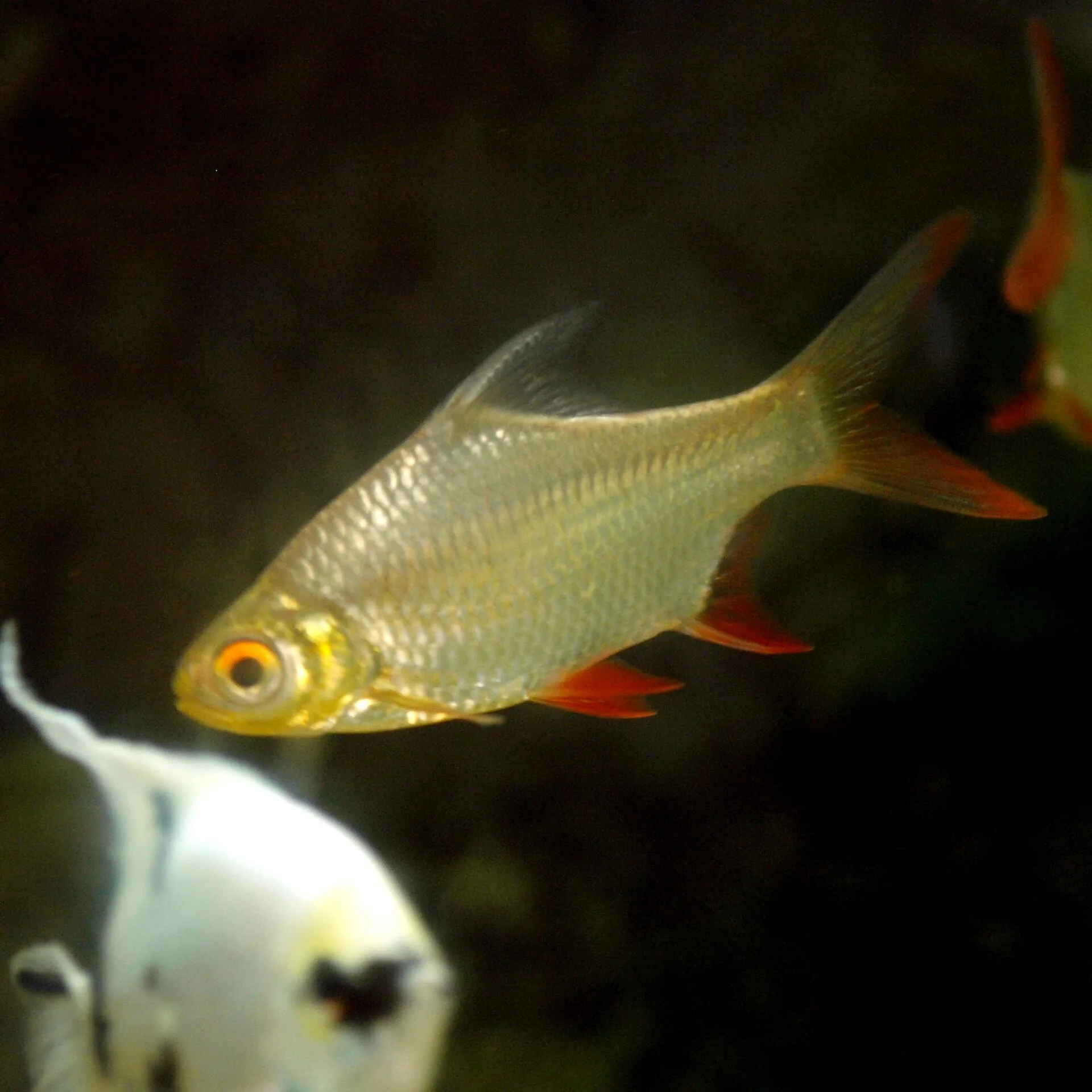 Tinfoil Barb aquarium photo