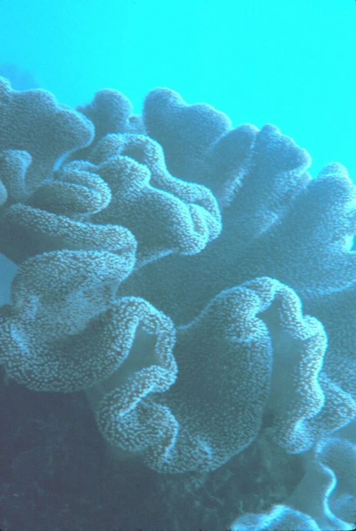 Toadstool Leather Coral (Sarcophyton spp.)