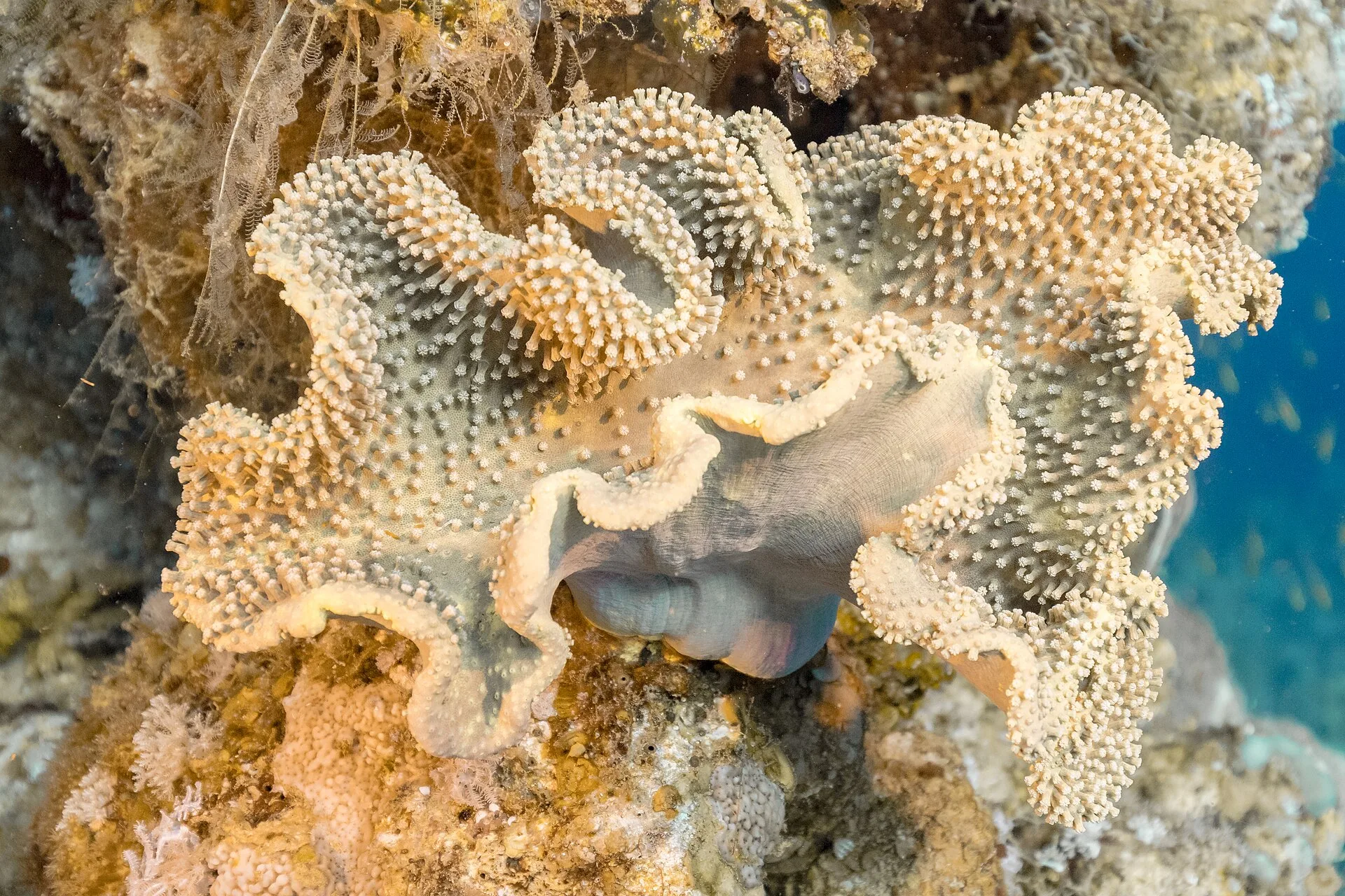 Toadstool Leather Coral in a reef aquarium
