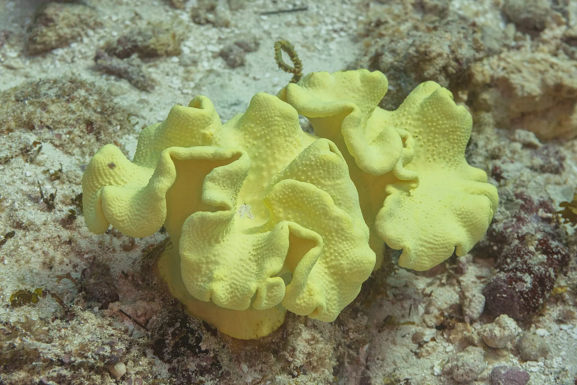 Close view of Toadstool Leather Coral (Sarcophyton spp.)