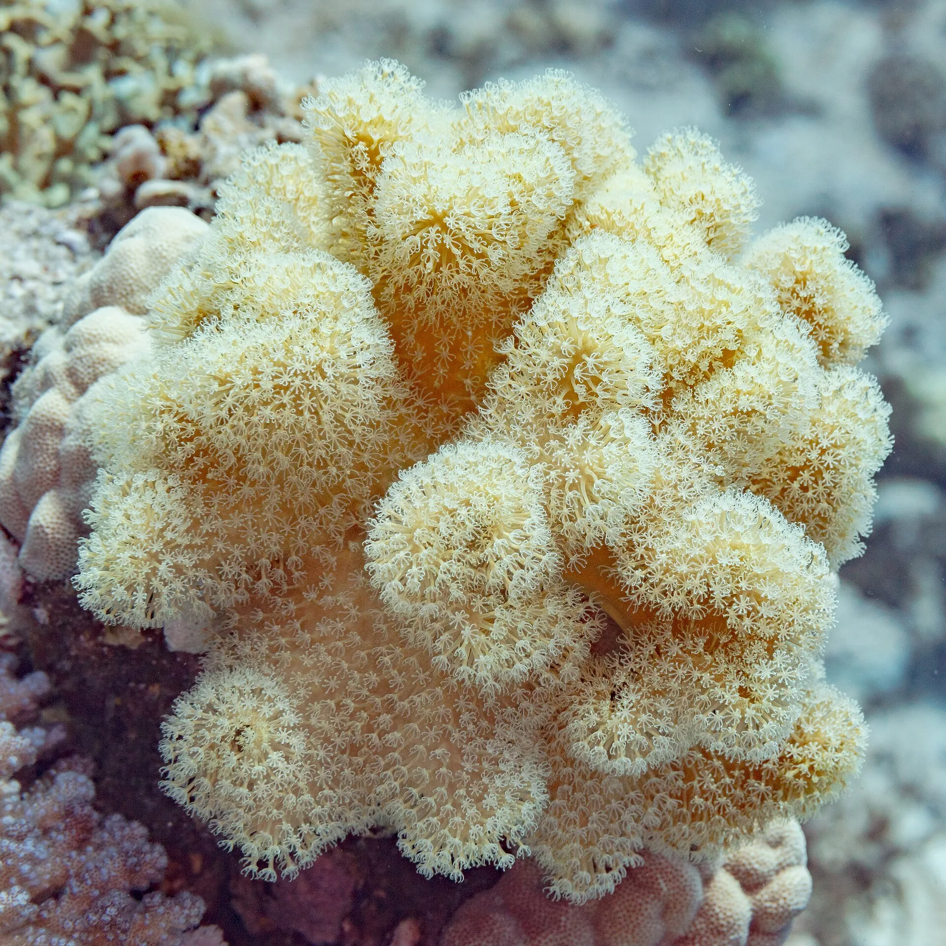 Toadstool Leather Coral polyp and tissue detail