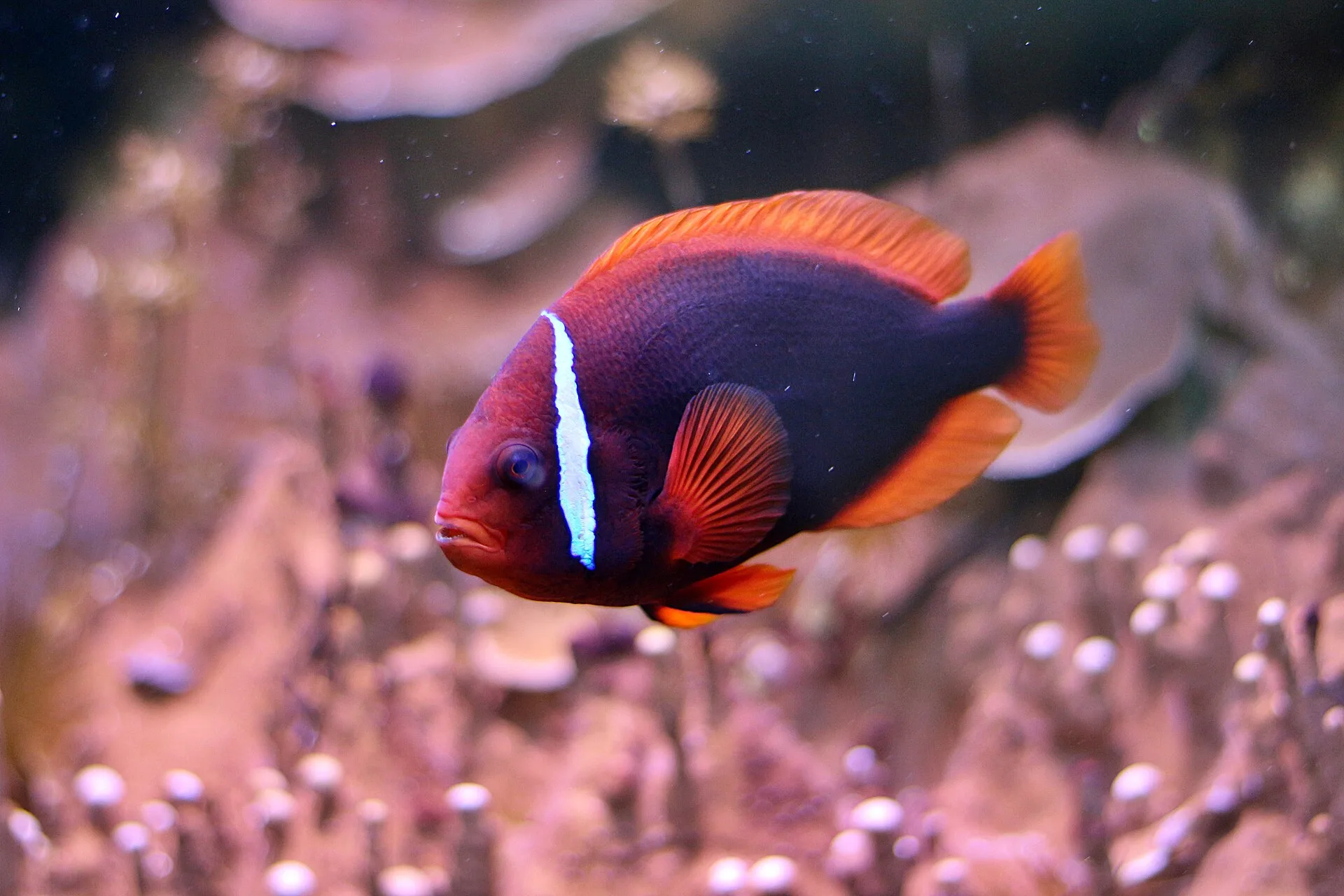 Tomato Clownfish aquarium photo