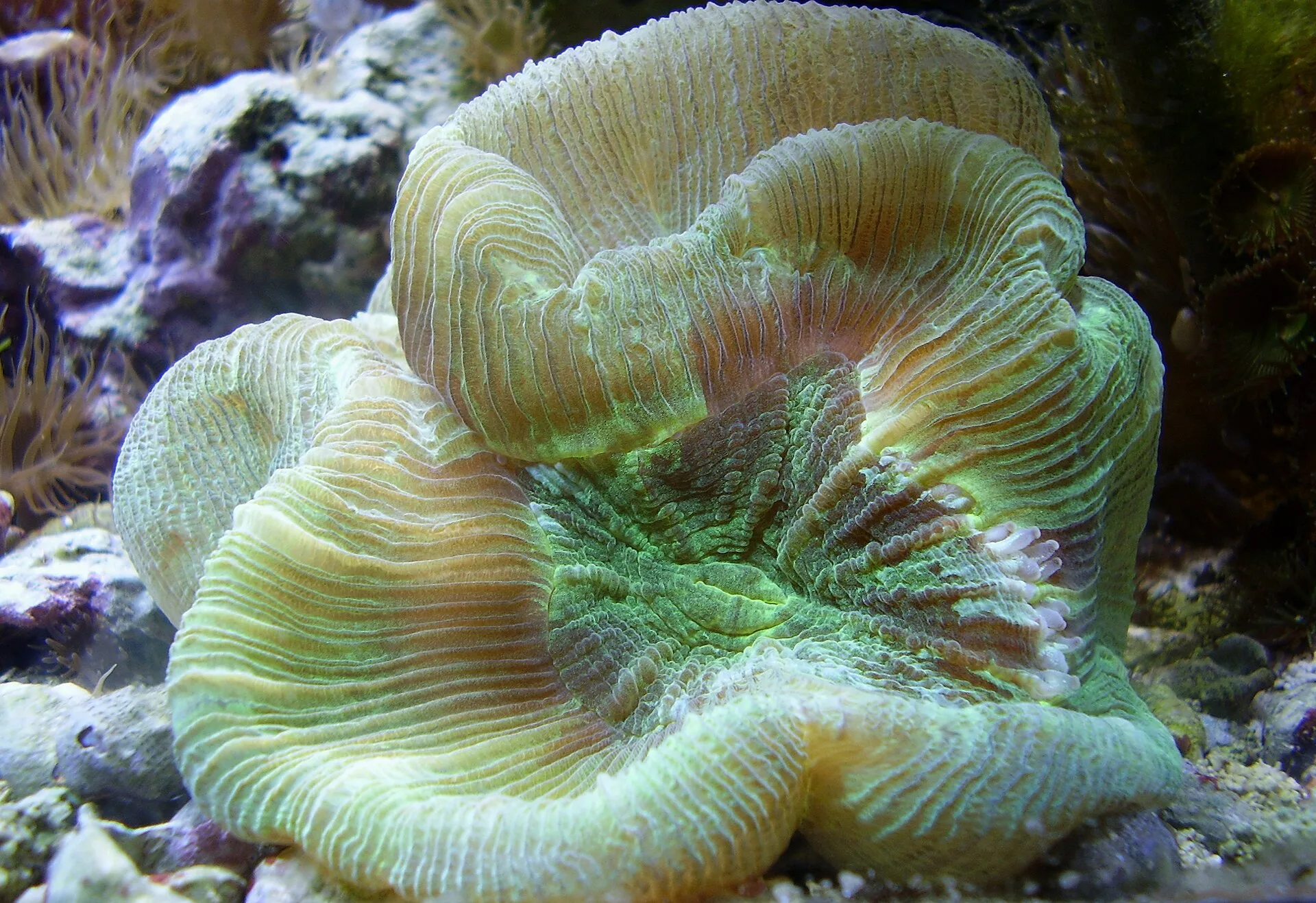 Open Brain Coral (Trachyphyllia geoffroyi)
