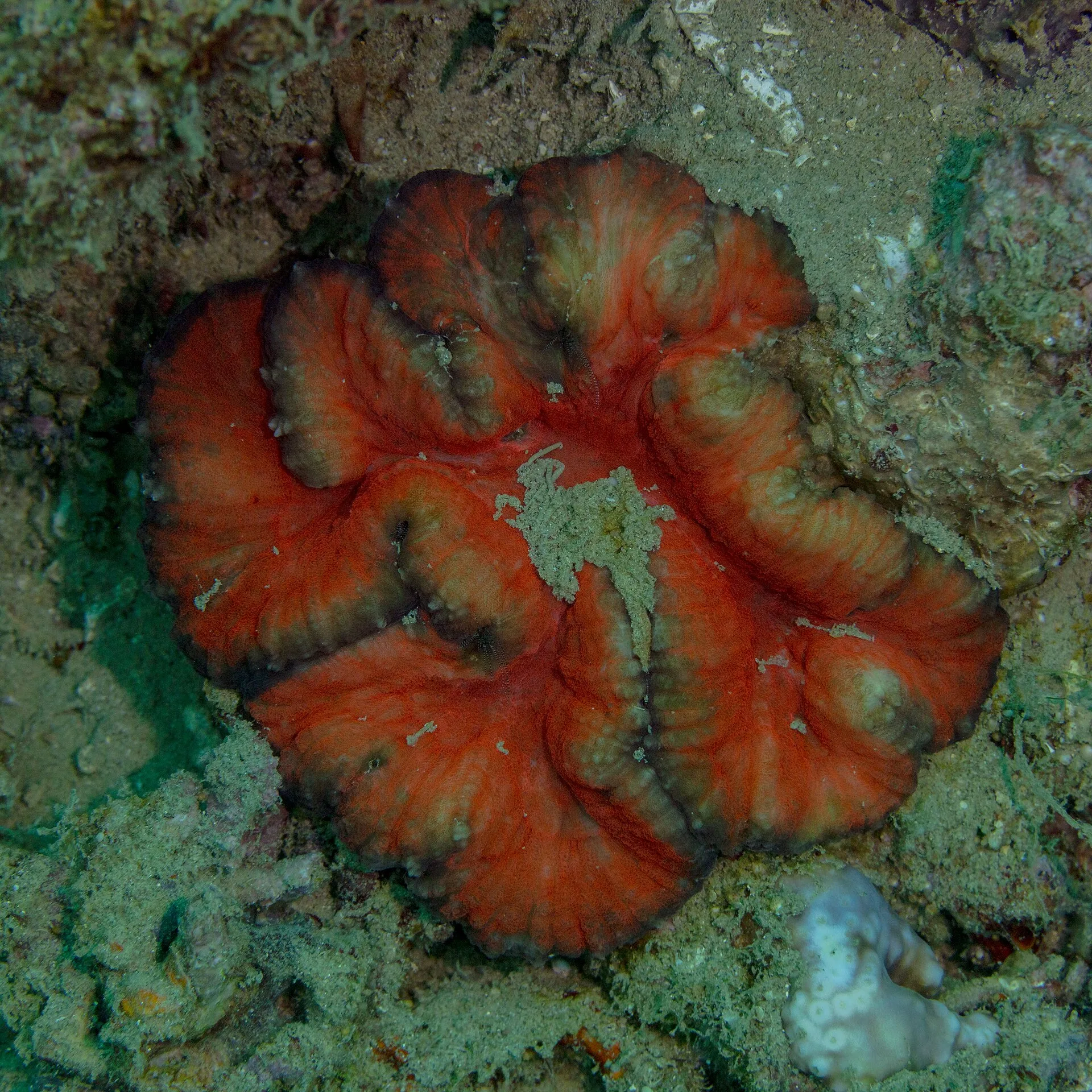 Open Brain Coral in a reef aquarium