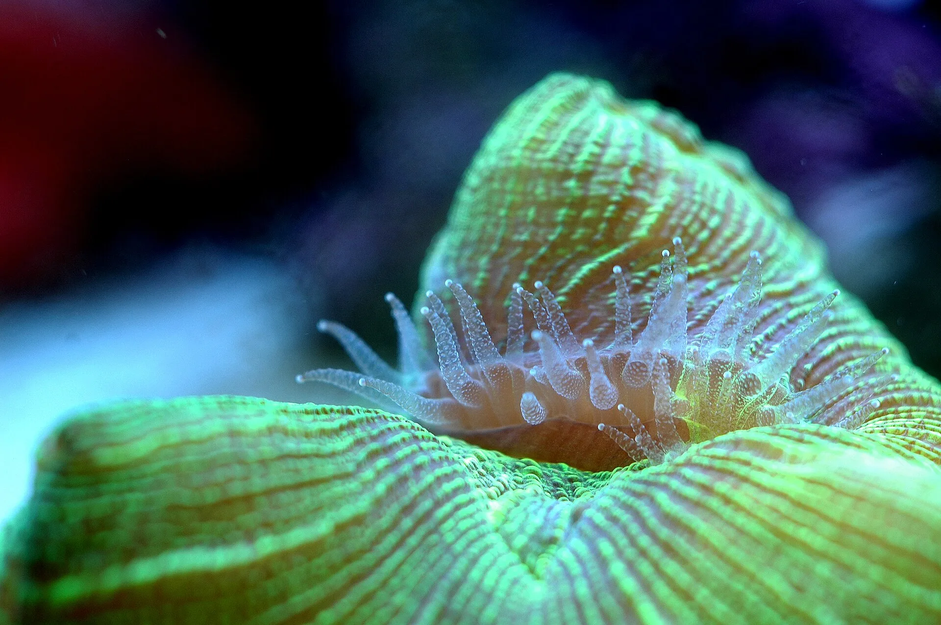 Open Brain Coral polyp and tissue detail