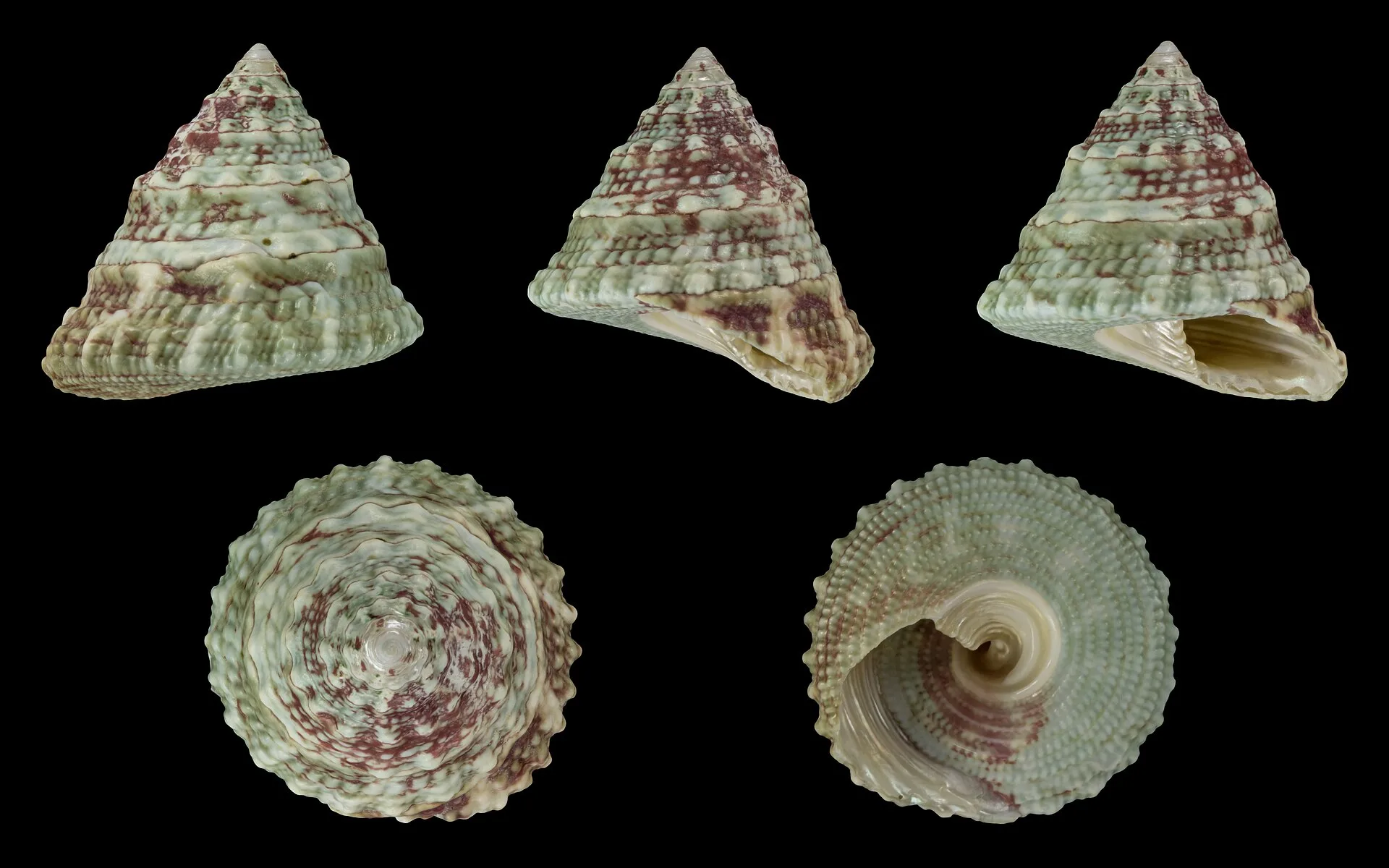 Trochus Snail (Trochus sp.)