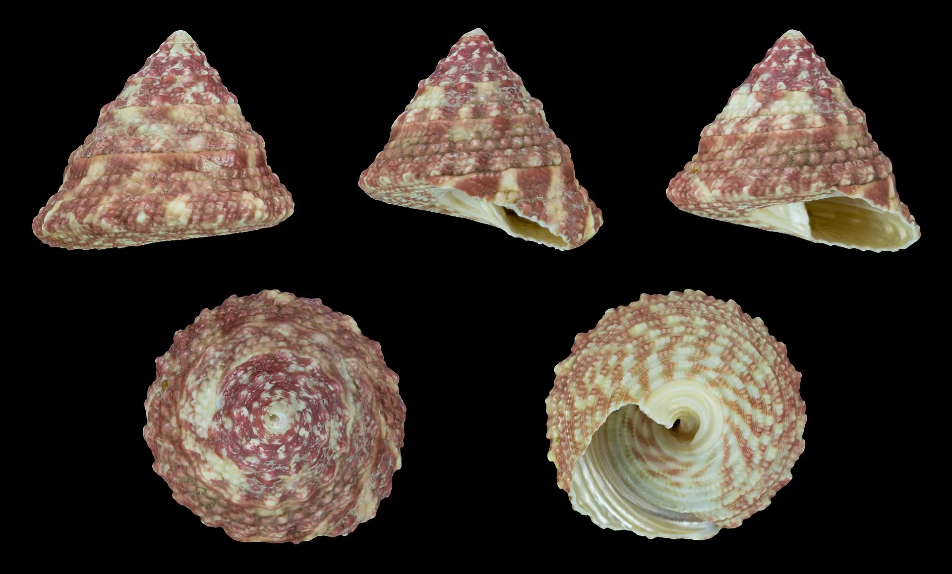 Trochus Snail in <a href=