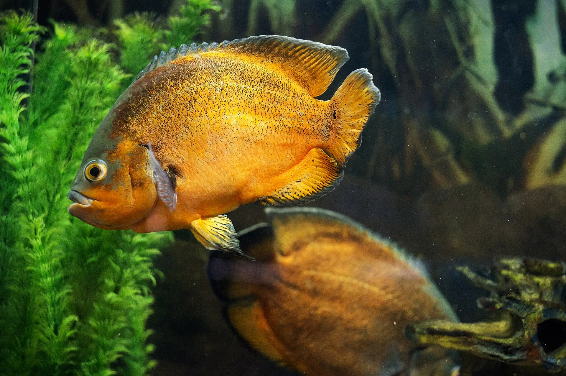 Algae-grazing fish with plant-based foods