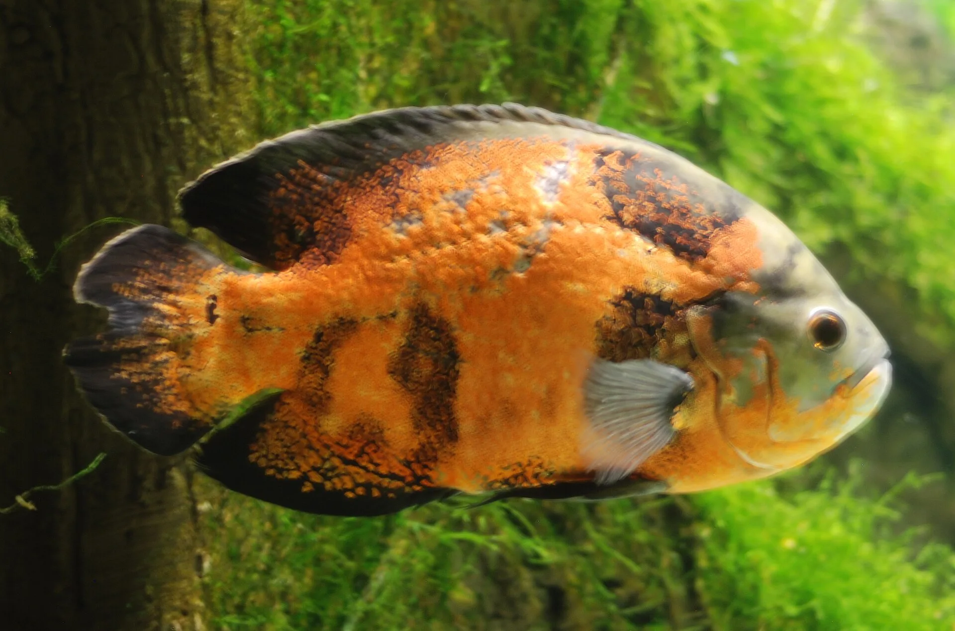 Community omnivores in a planted tank