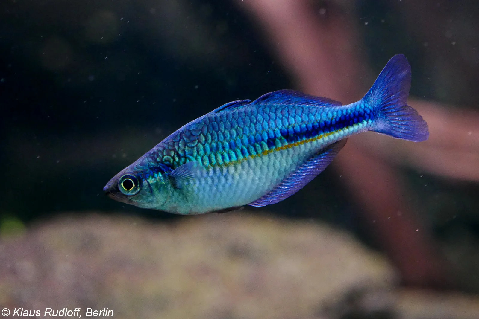 Turquoise Rainbowfish (Melanotaenia lacustris)