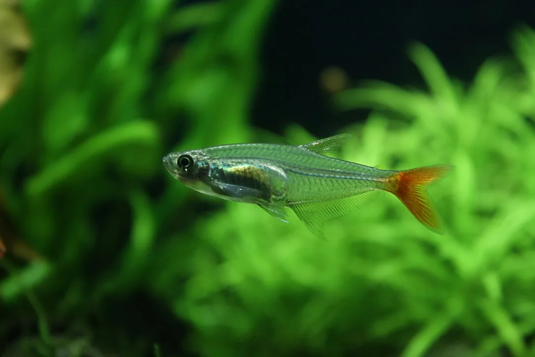 Emerald Dwarf Rasbora in a freshwater aquarium
