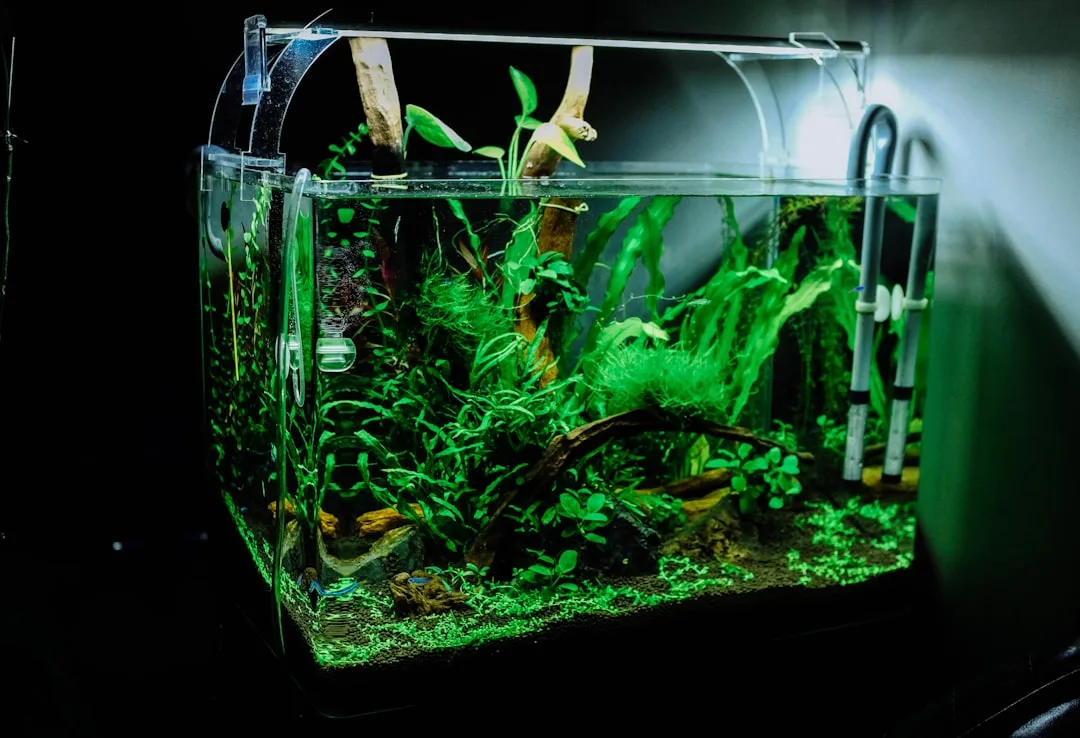 Freshwater aquarium plants water change
