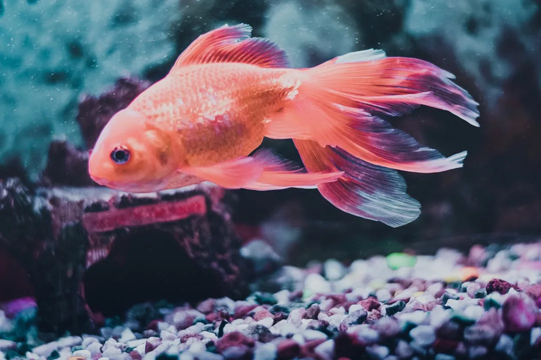 Quarantine fish tank aquarium