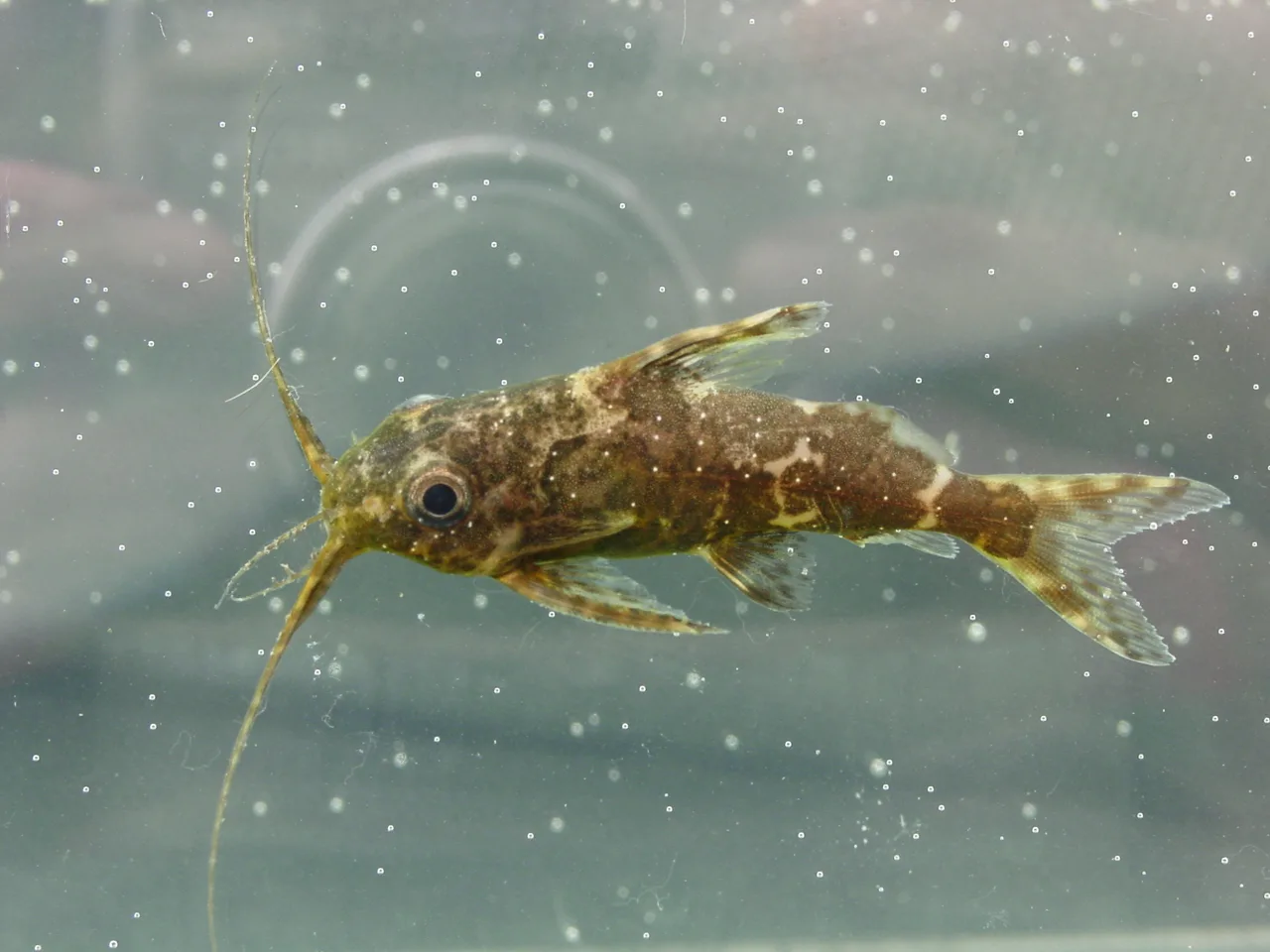Upside-down Catfish in aquarium