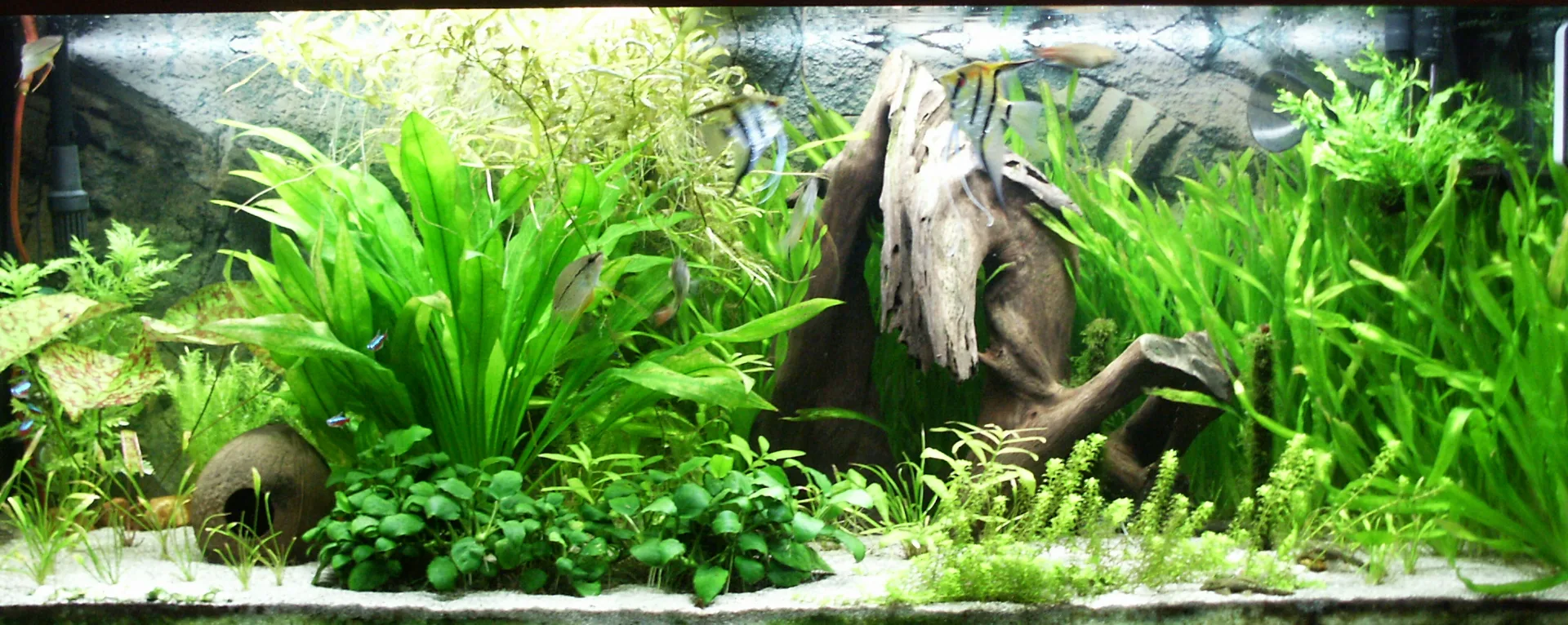 Vacation and Automatic Fish Feeder Guide