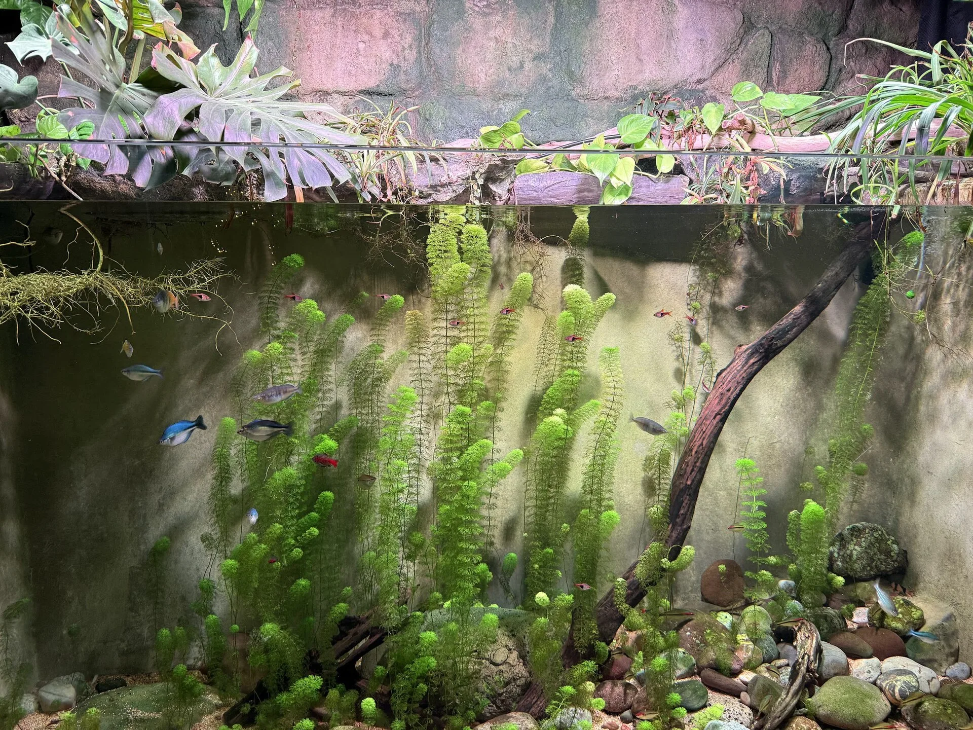 Aquarium equipment for unattended care