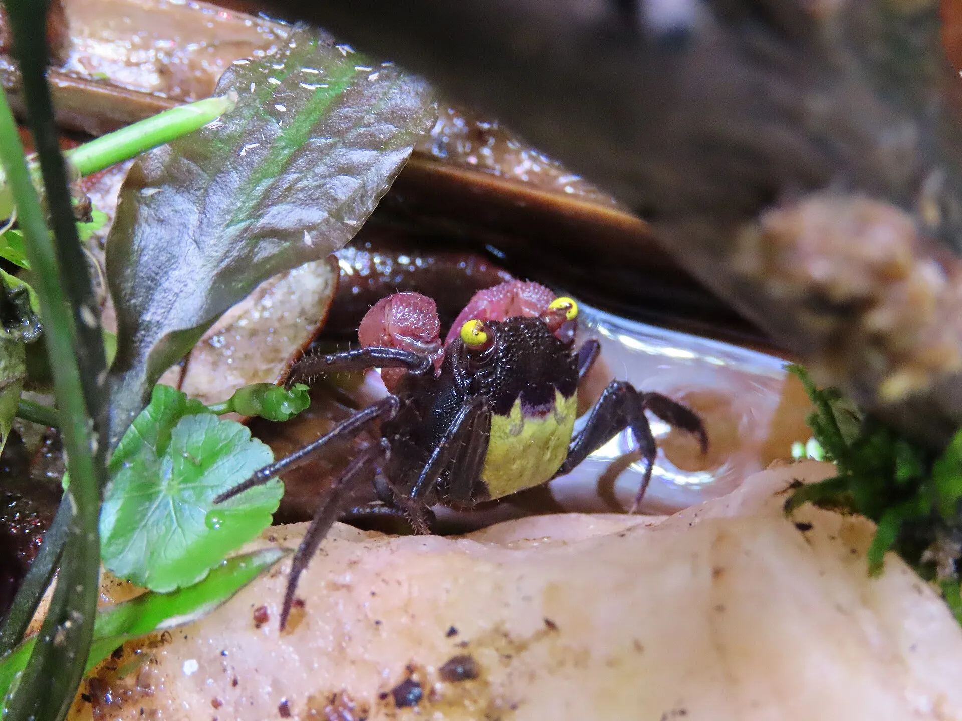Vampire Crab (Geosesarma spp.)
