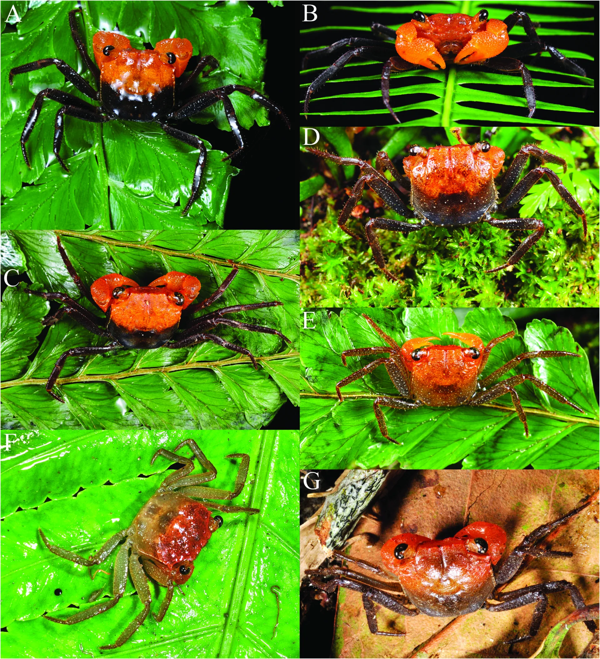 Vampire Crab in a freshwater aquarium