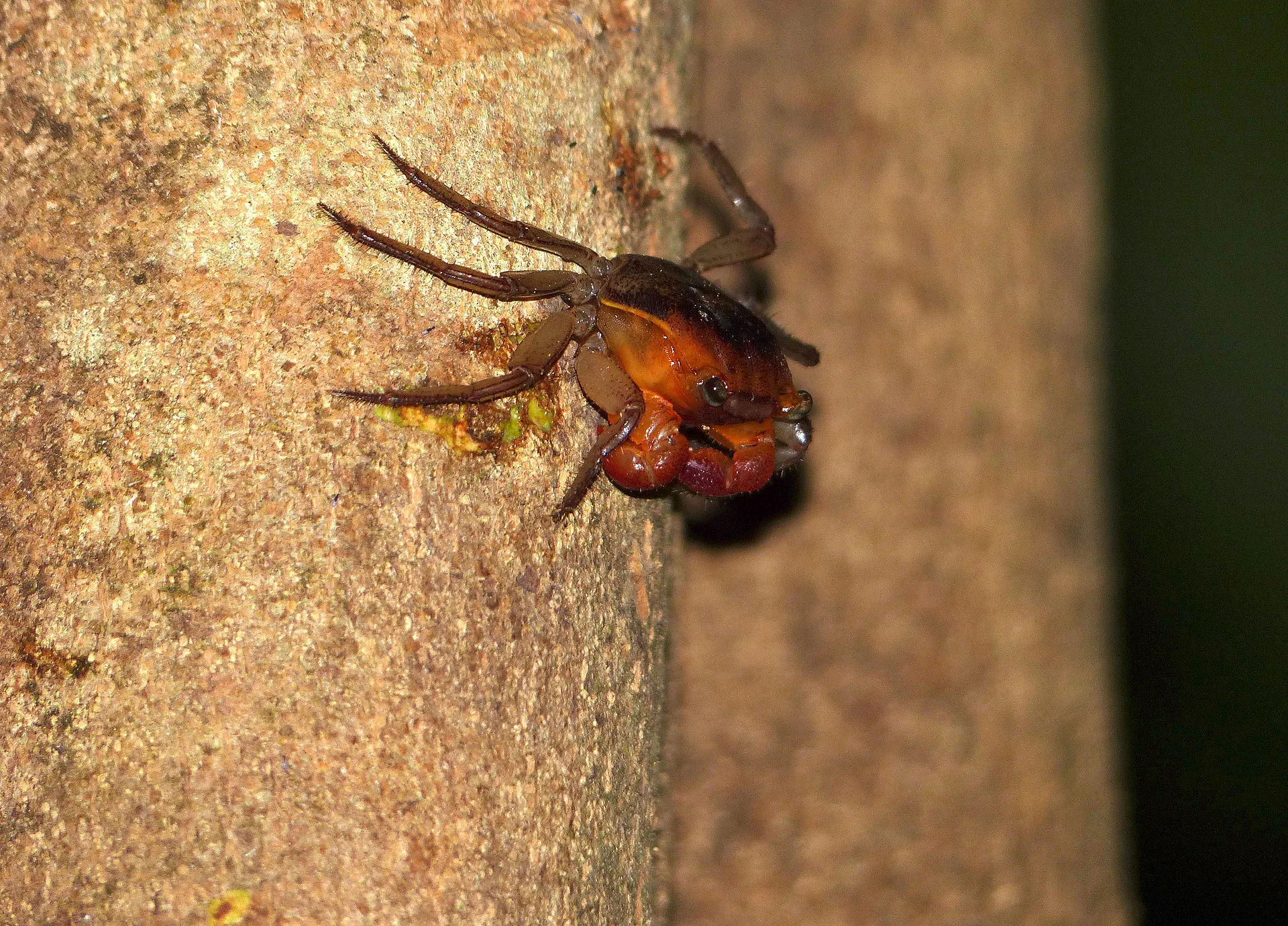Close-up of Vampire Crab