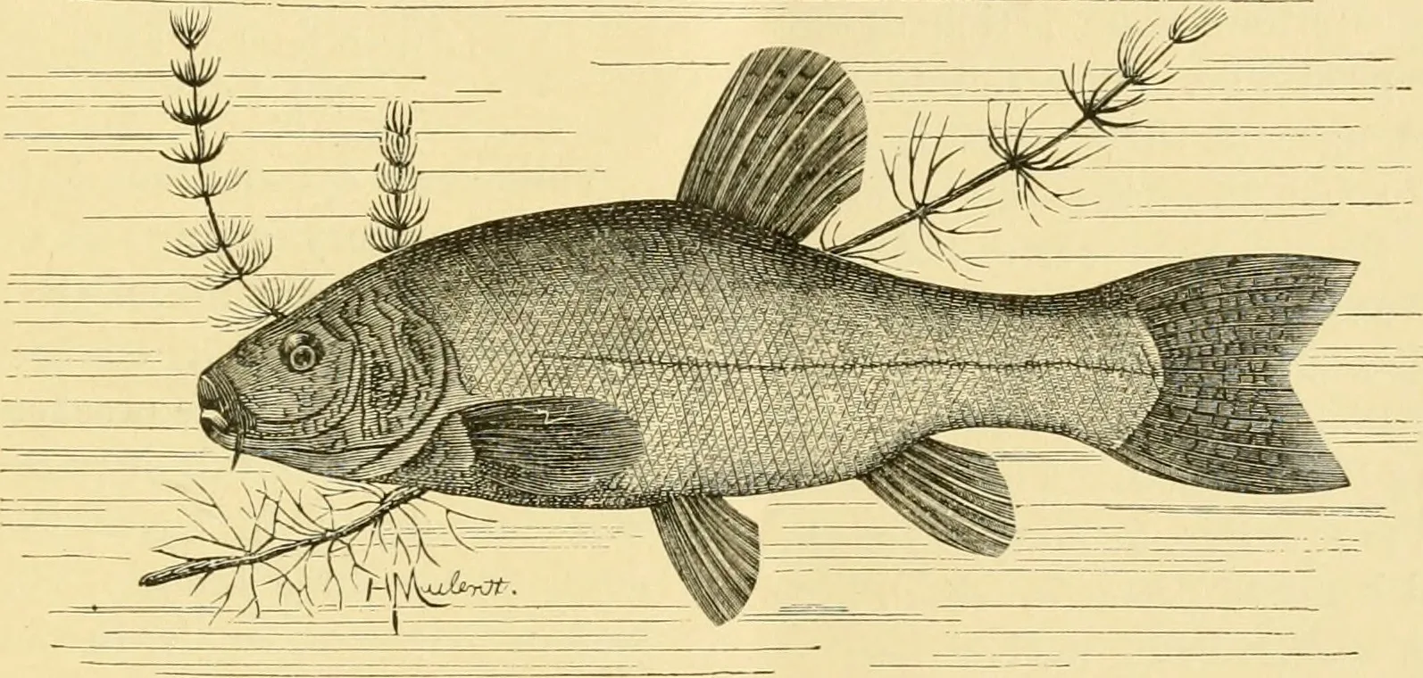 Vinegar Eels for Newborn Fry