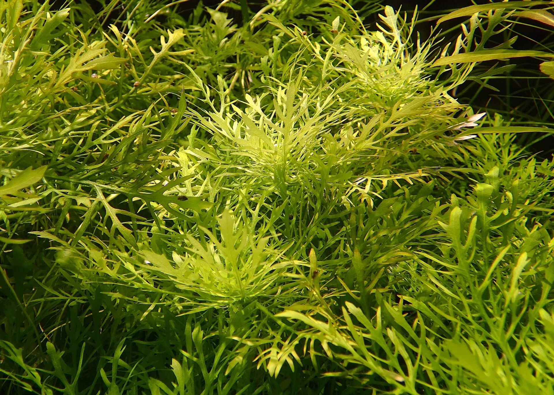 Close view of Water Wisteria (Hygrophila difformis)