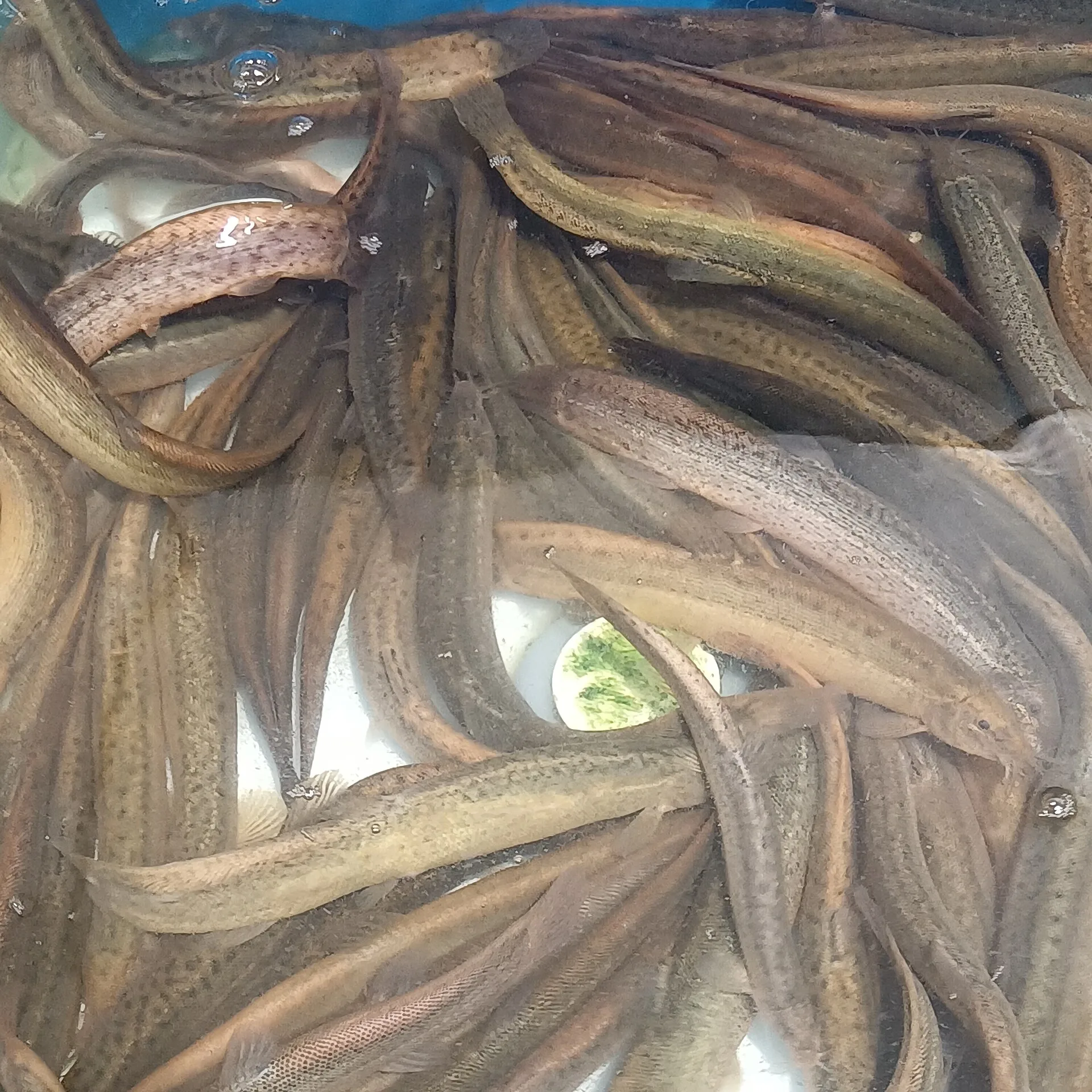 Weather Loach aquarium photo