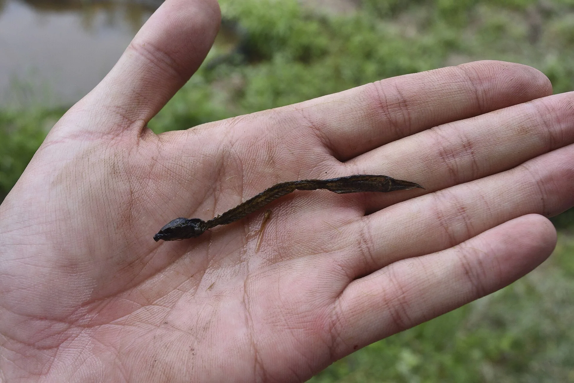 Weather Loach aquarium photo