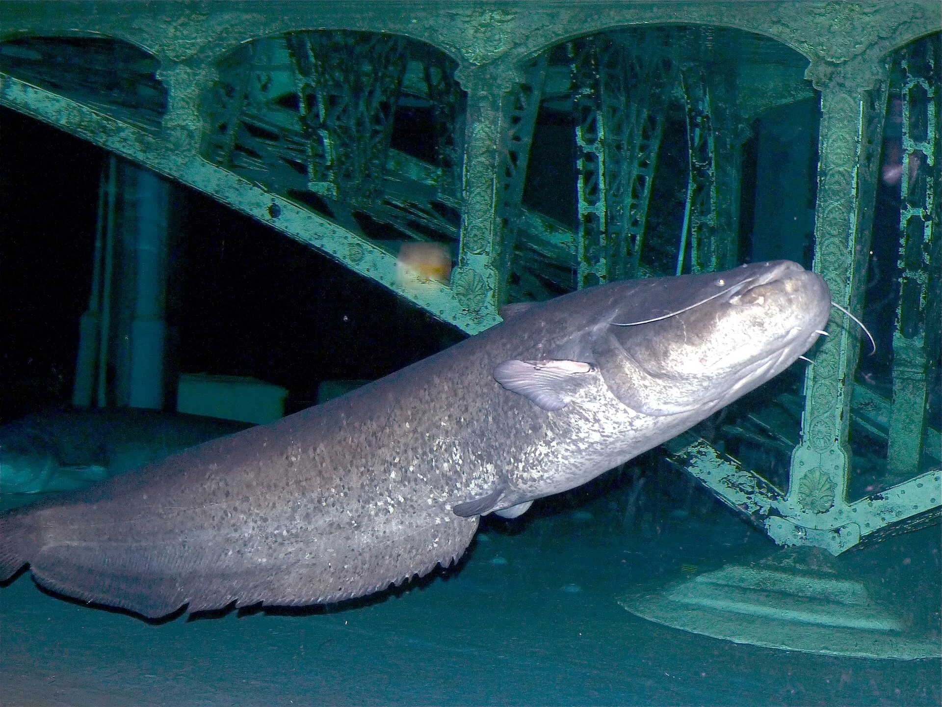 Wels Catfish aquarium photo